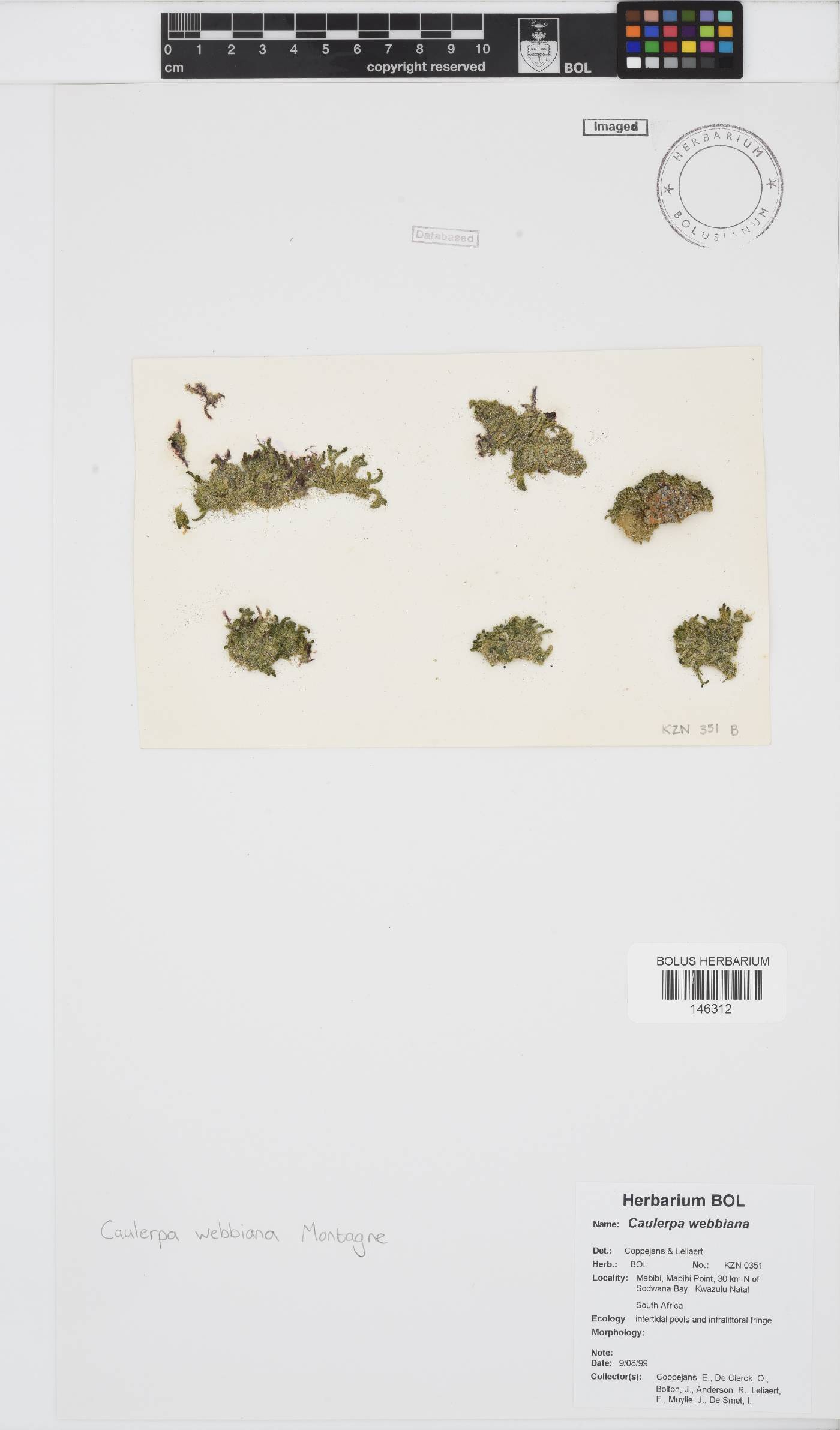Caulerpa webbiana image