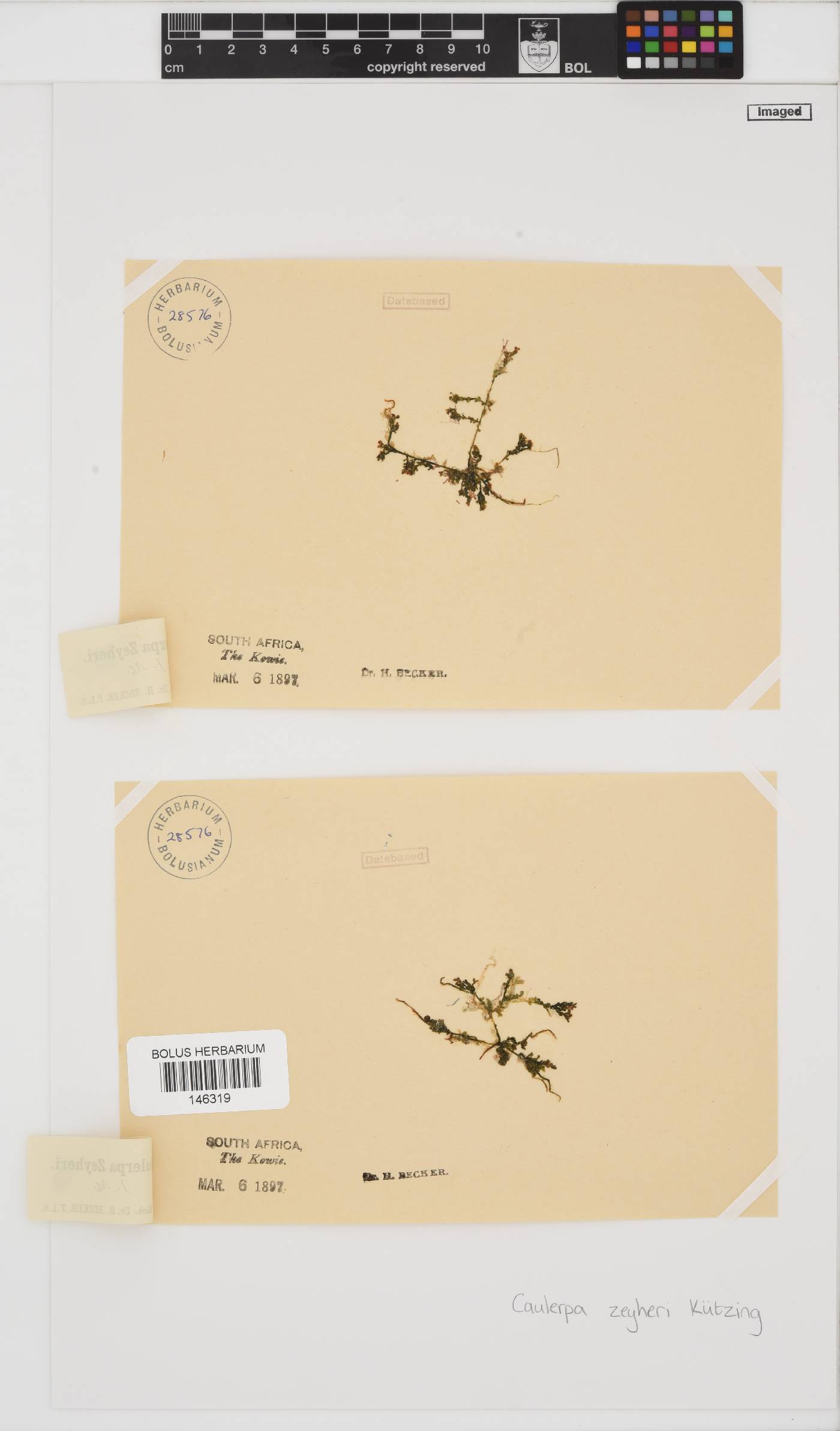 Caulerpa zeyheri image