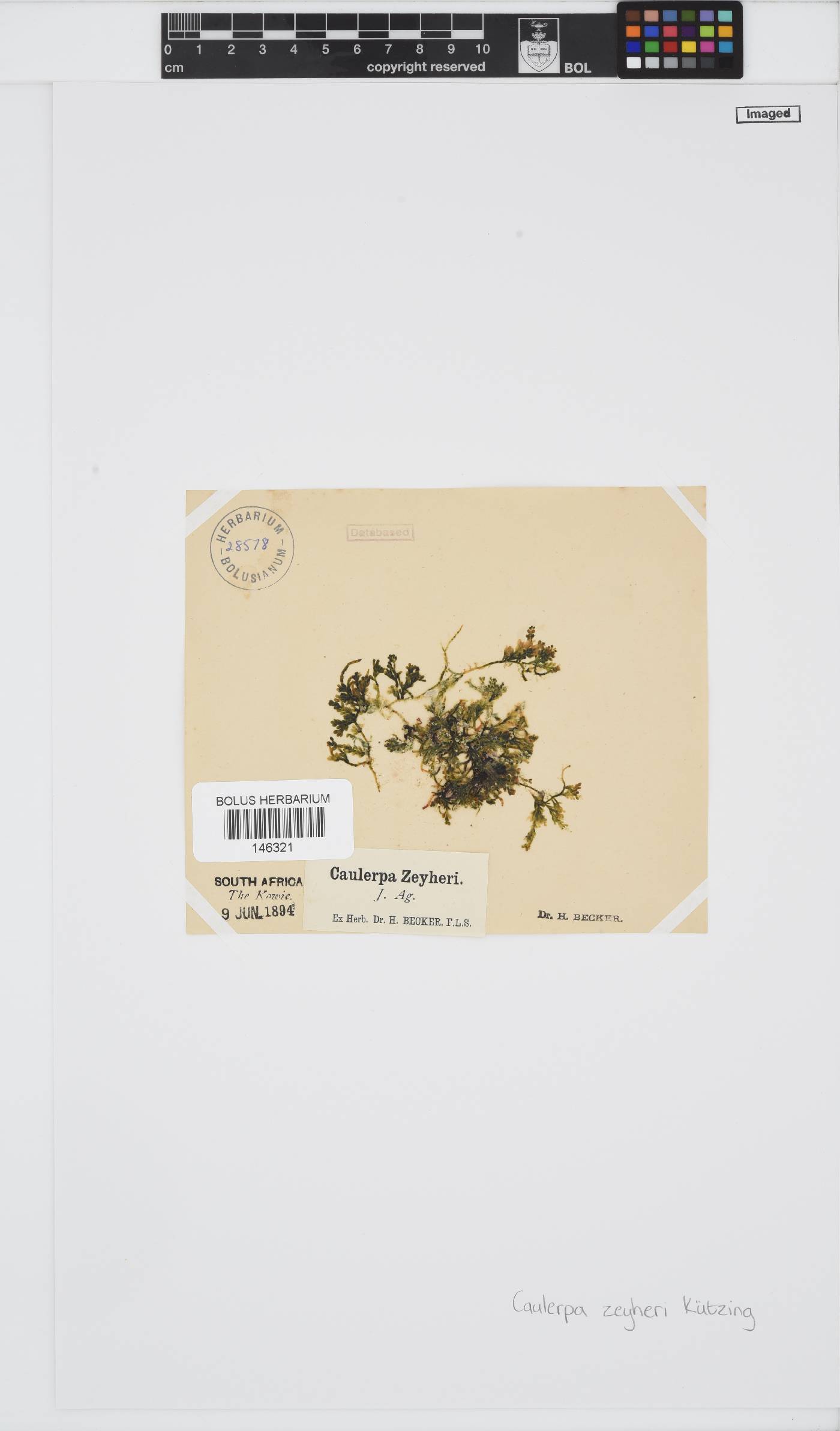 Caulerpa image