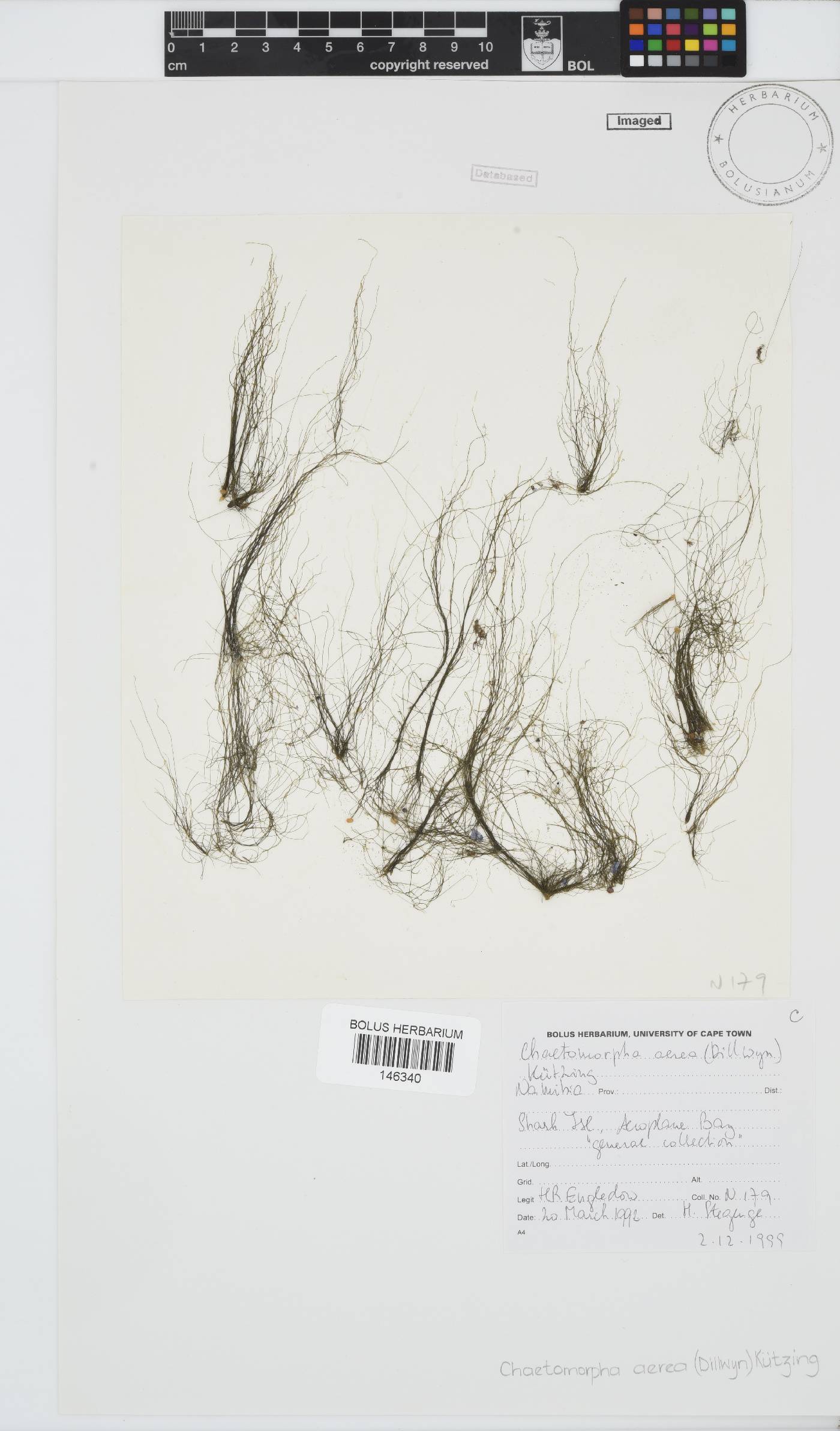 Chaetomorpha aerea image