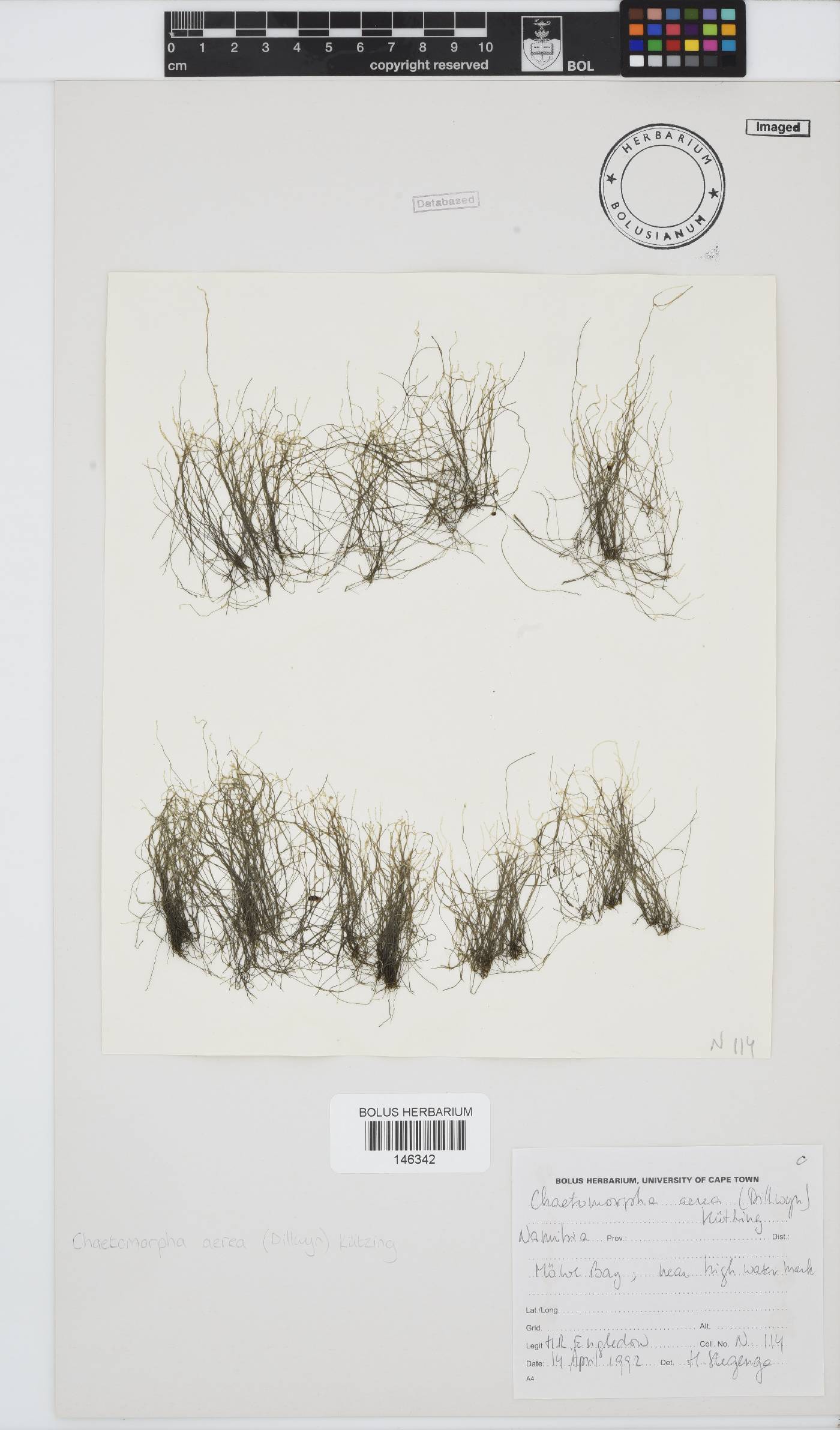 Chaetomorpha image