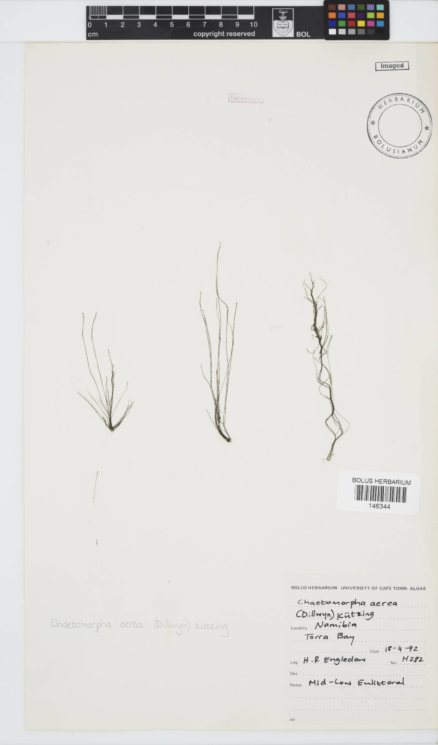 Chaetomorpha image