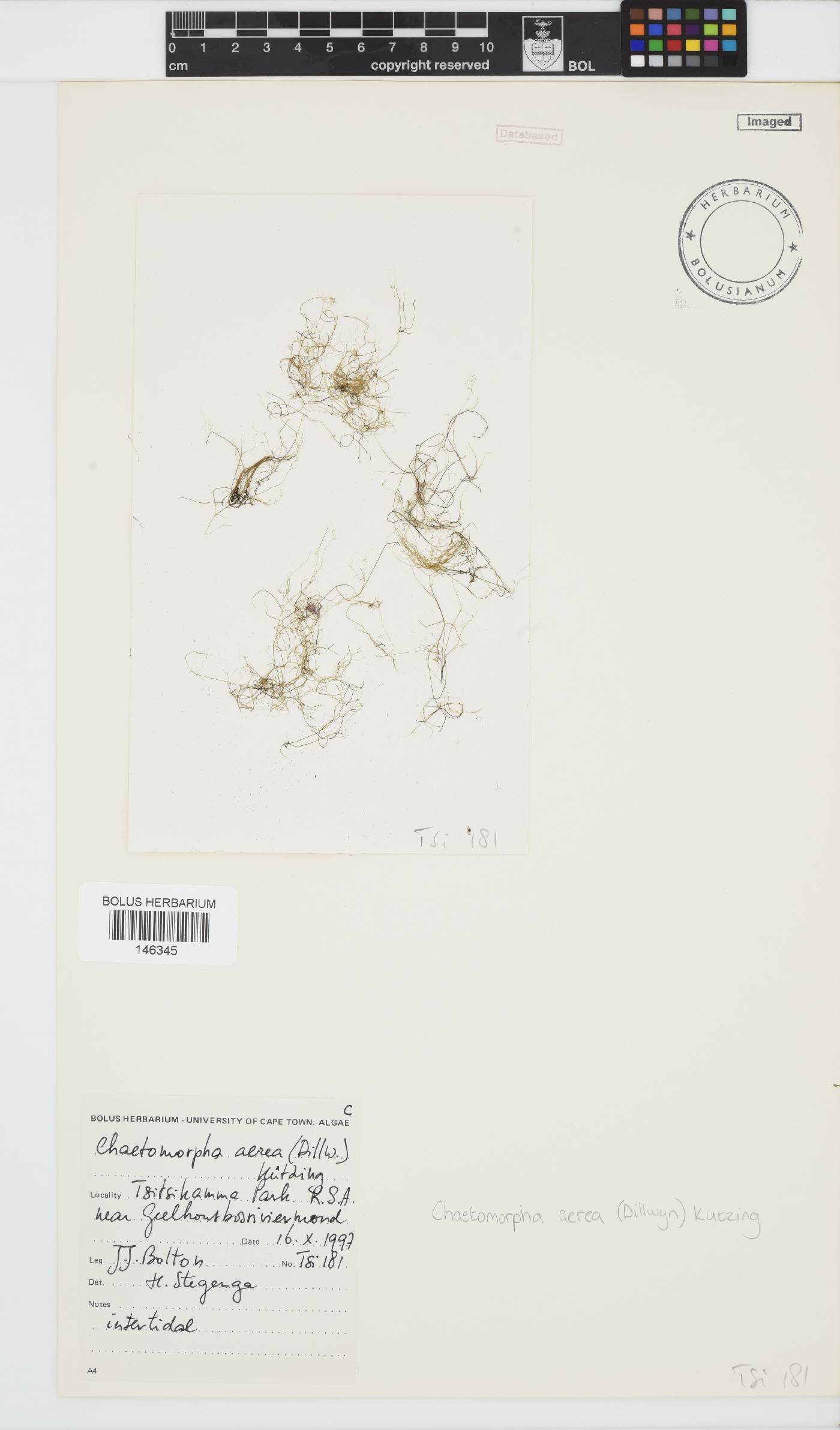 Chaetomorpha image
