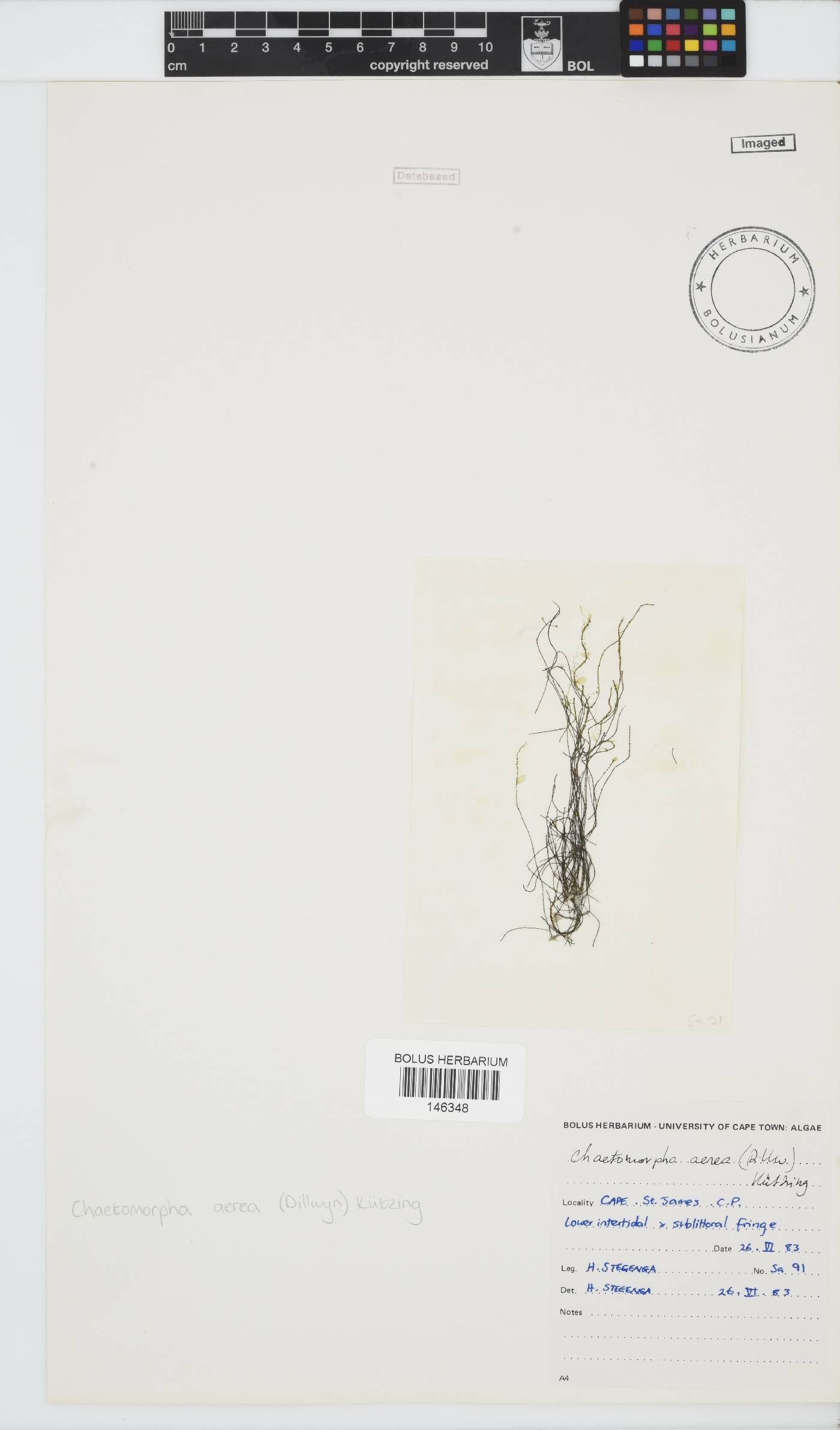 Chaetomorpha aerea image