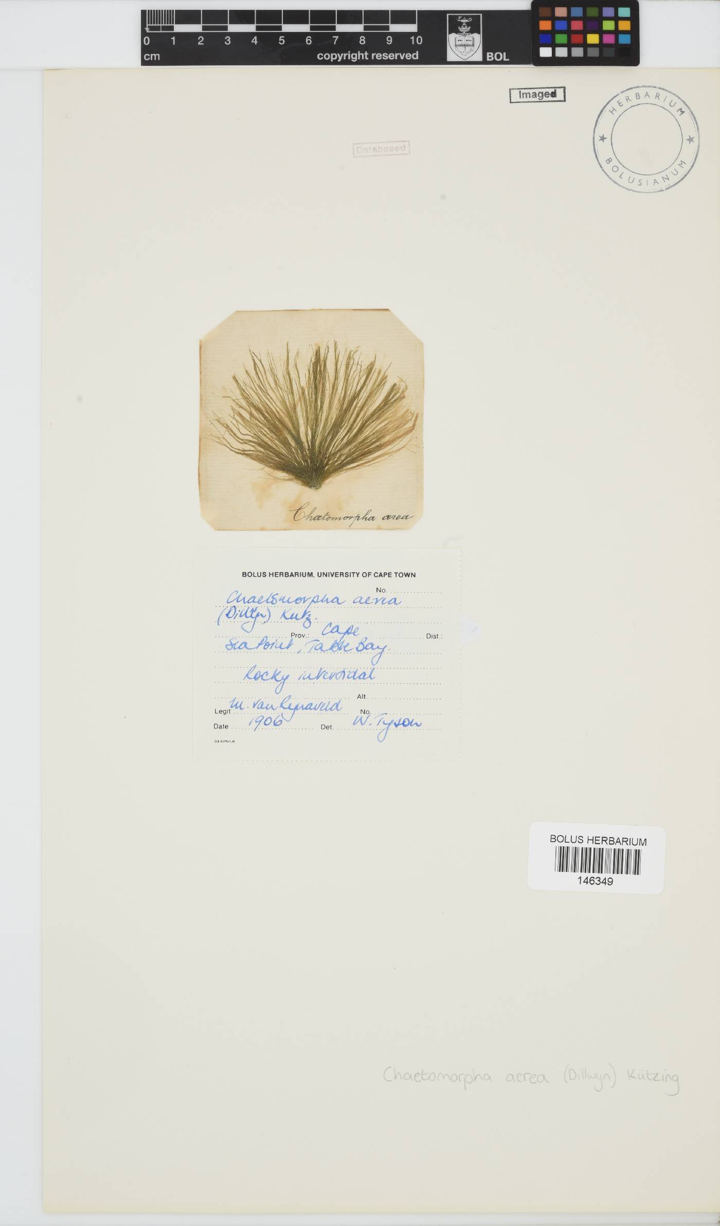 Chaetomorpha aerea image