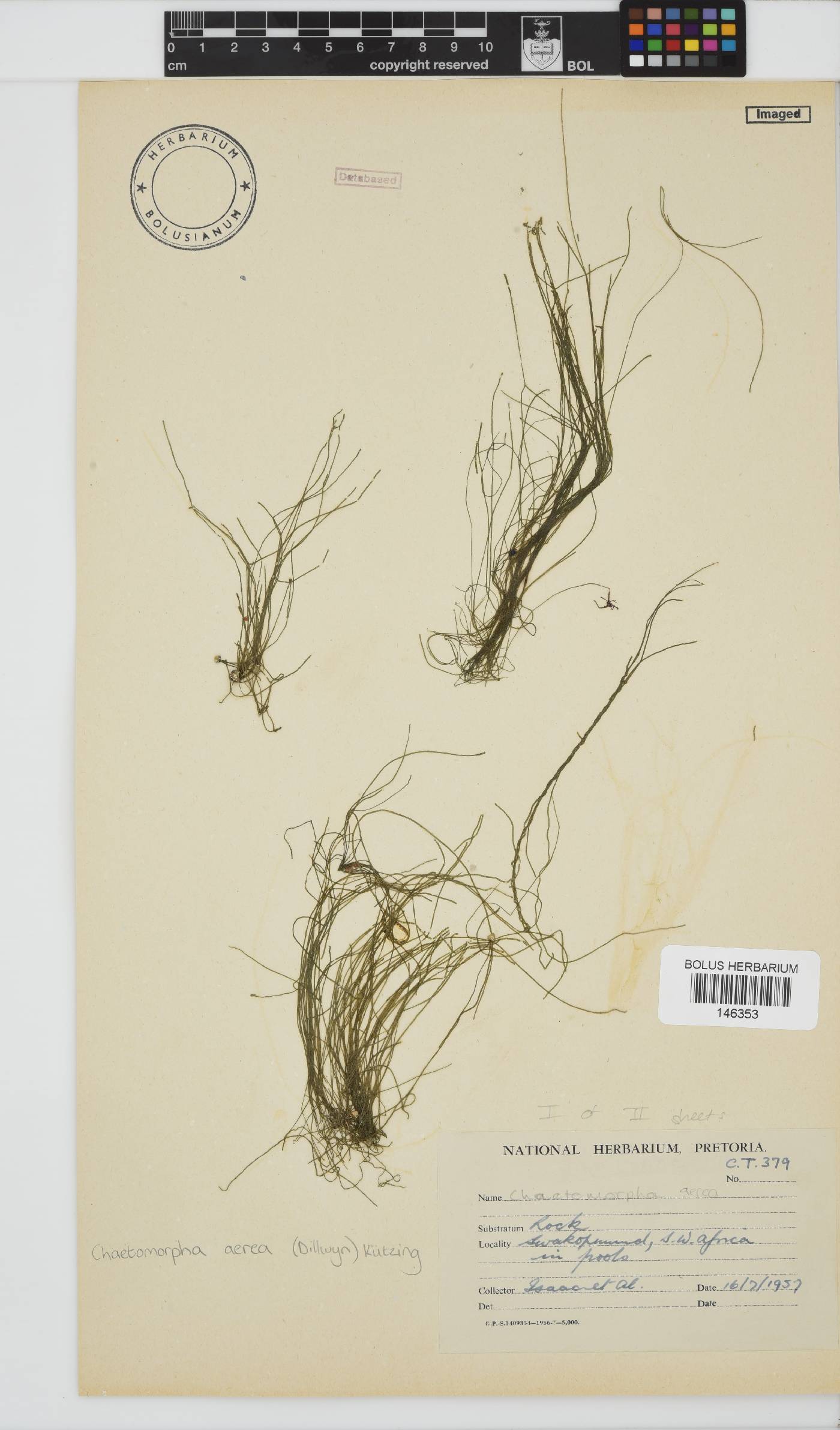Chaetomorpha aerea image