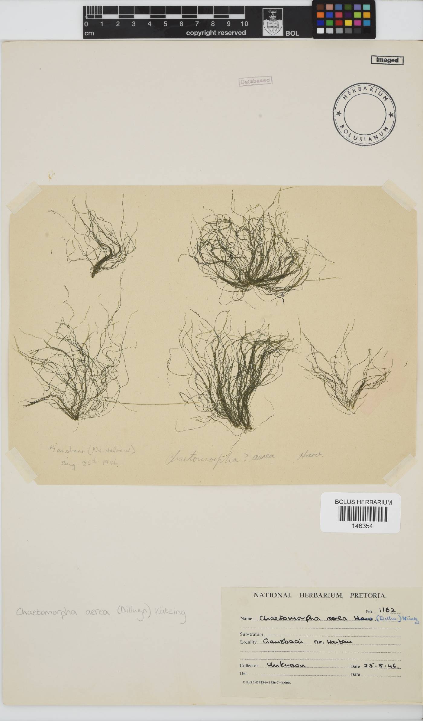 Chaetomorpha aerea image