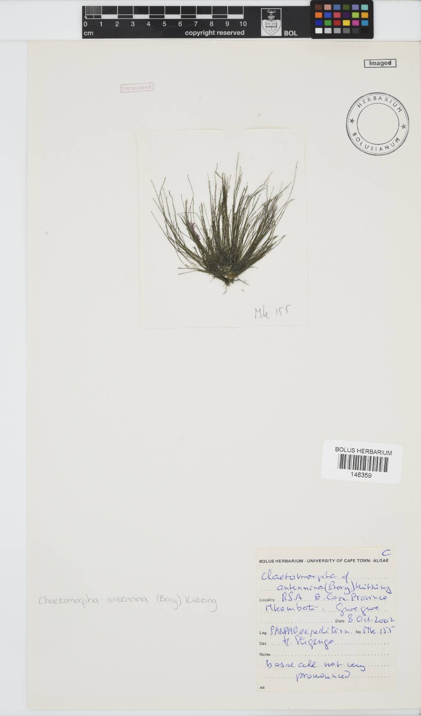 Chaetomorpha antennina image