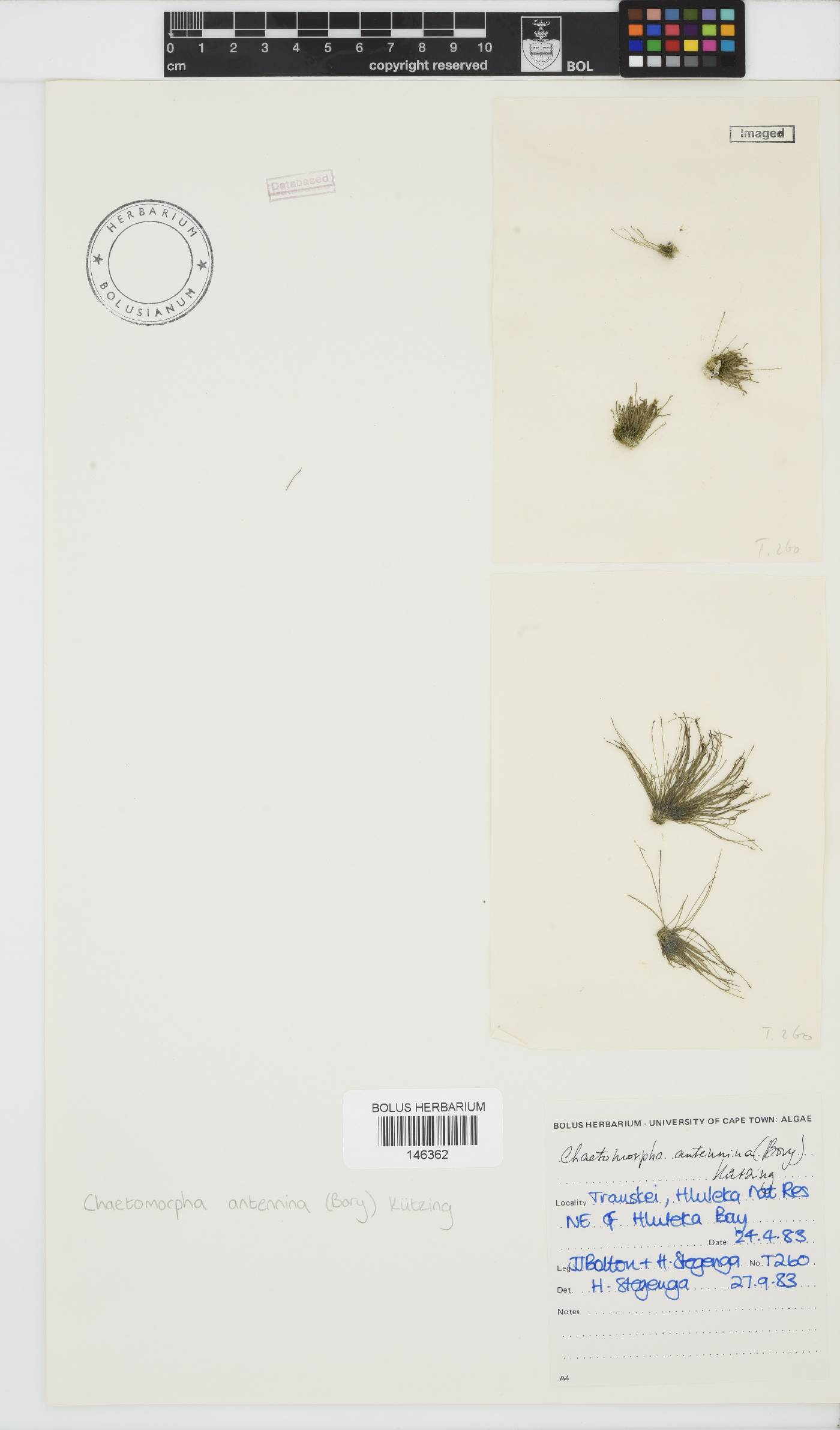 Chaetomorpha antennina image