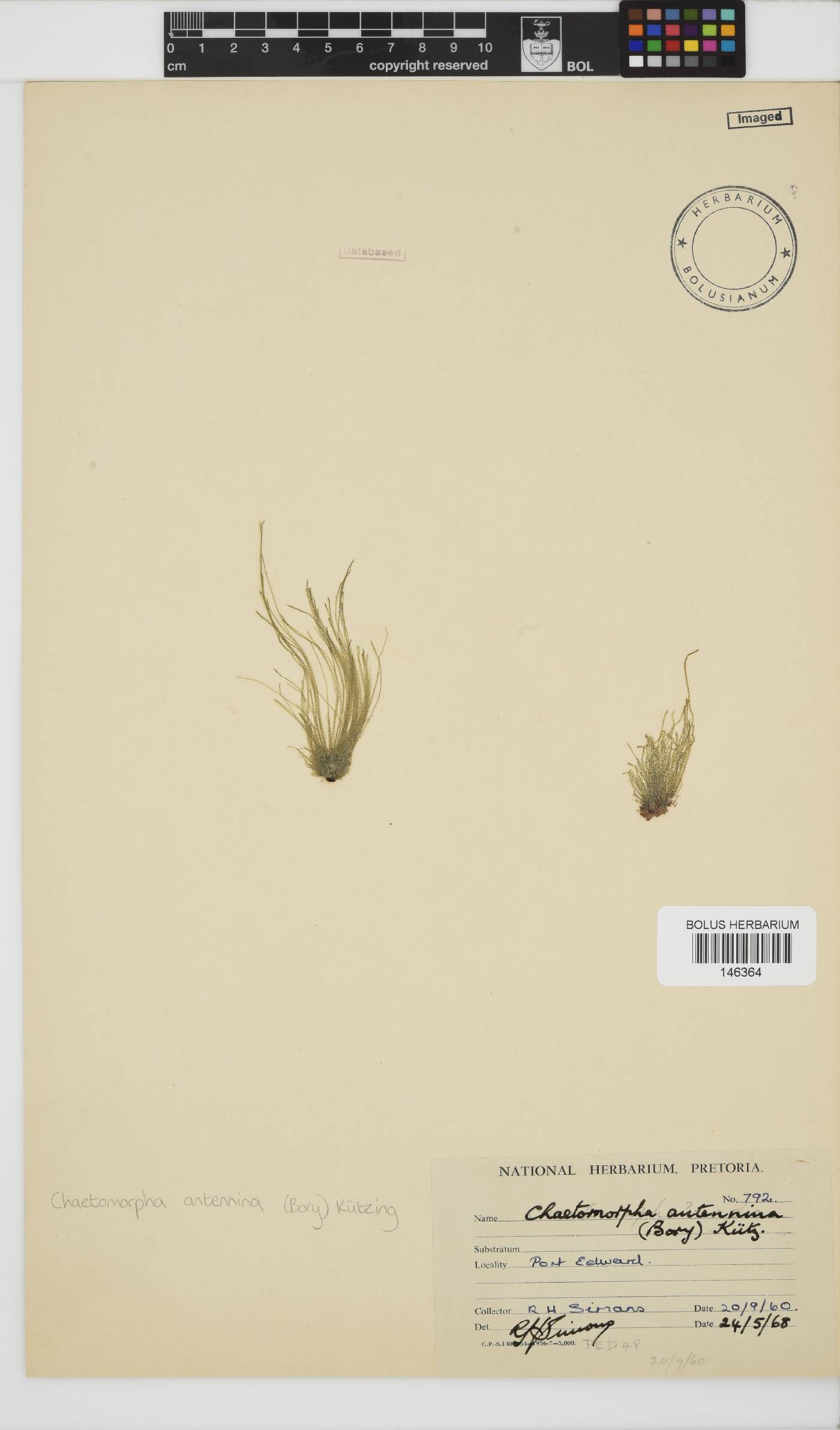 Chaetomorpha antennina image