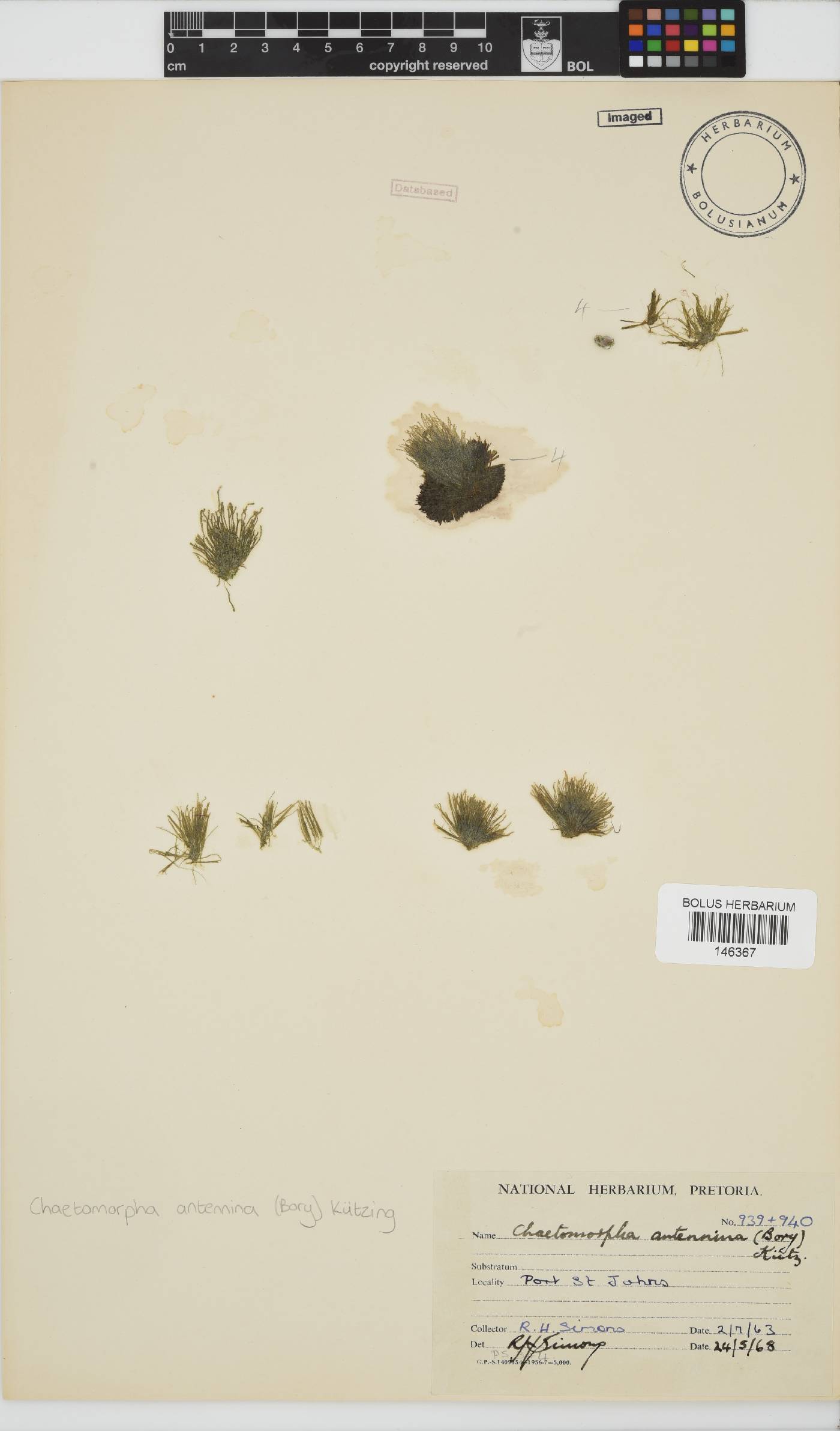 Chaetomorpha antennina image