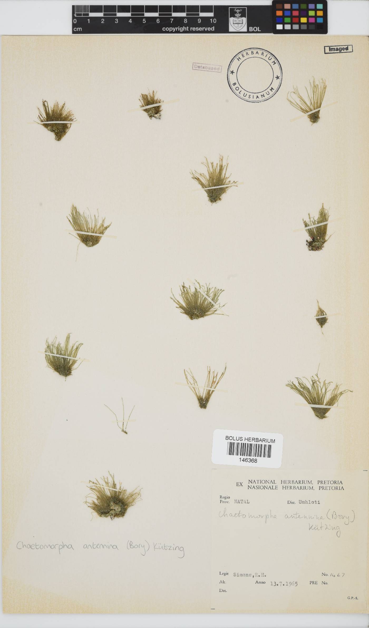 Chaetomorpha antennina image