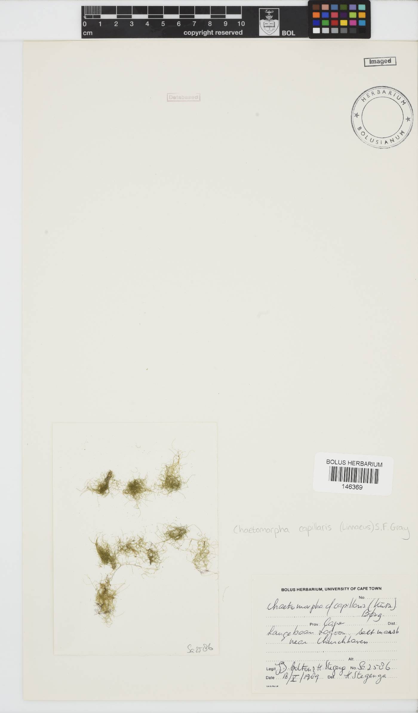Chaetomorpha ligustica image