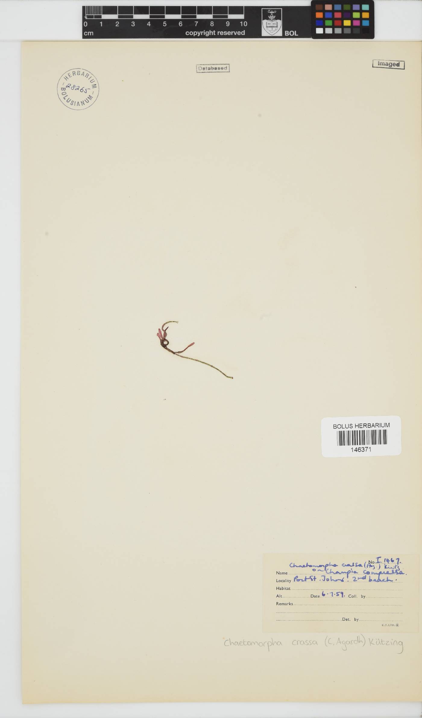 Chaetomorpha crassa image