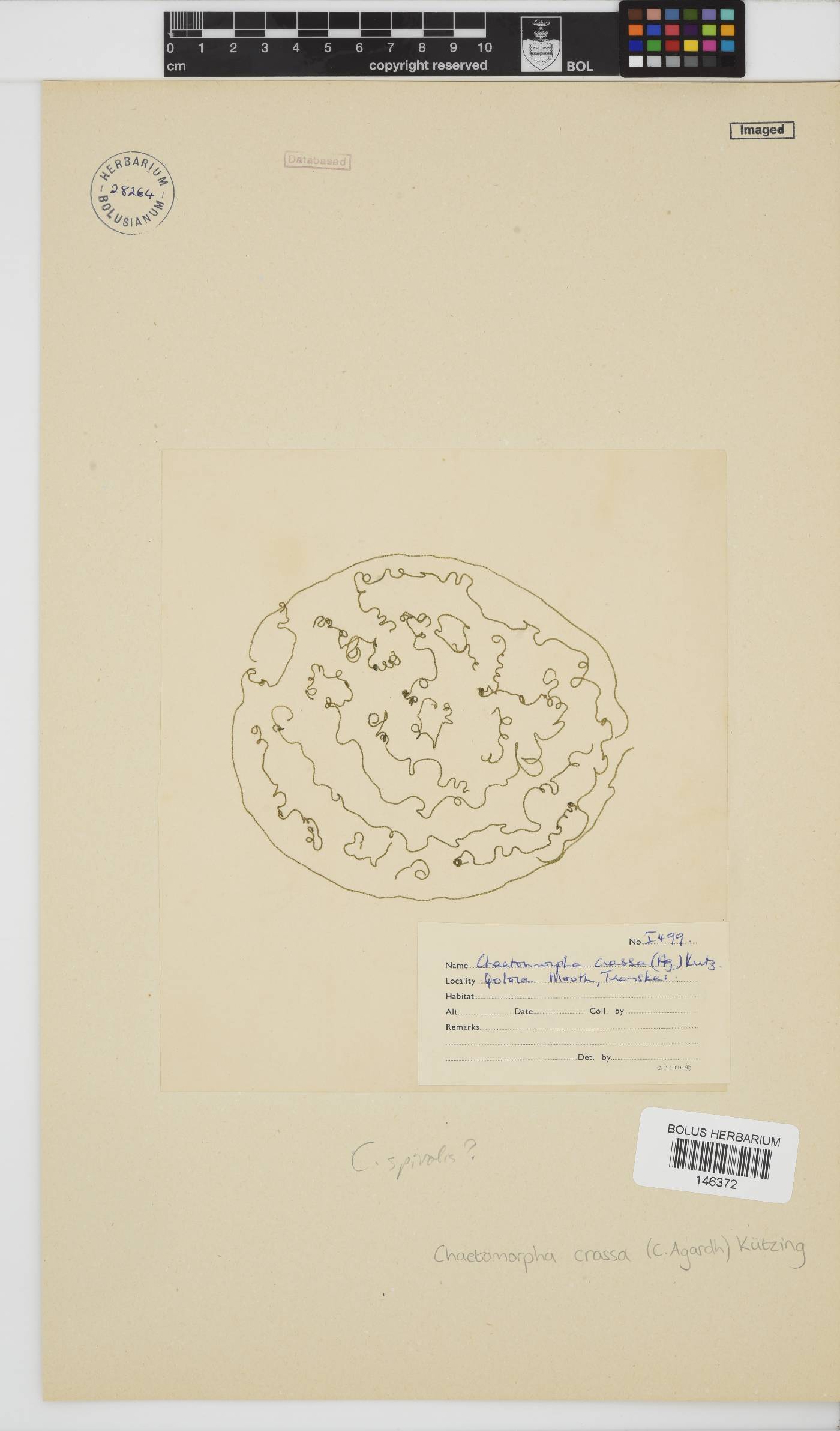 Chaetomorpha crassa image