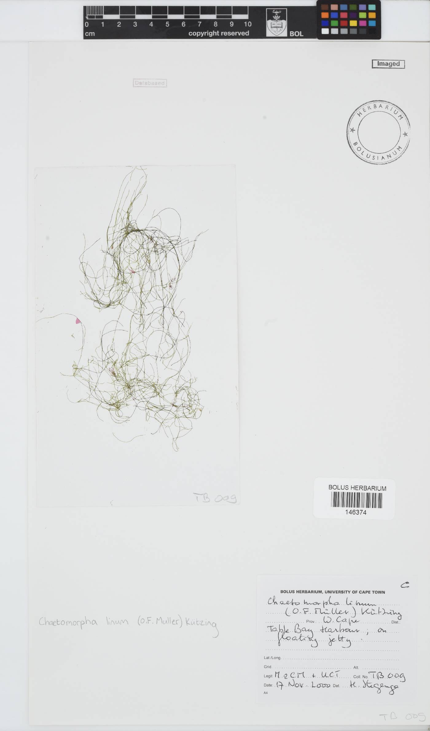Chaetomorpha linum image