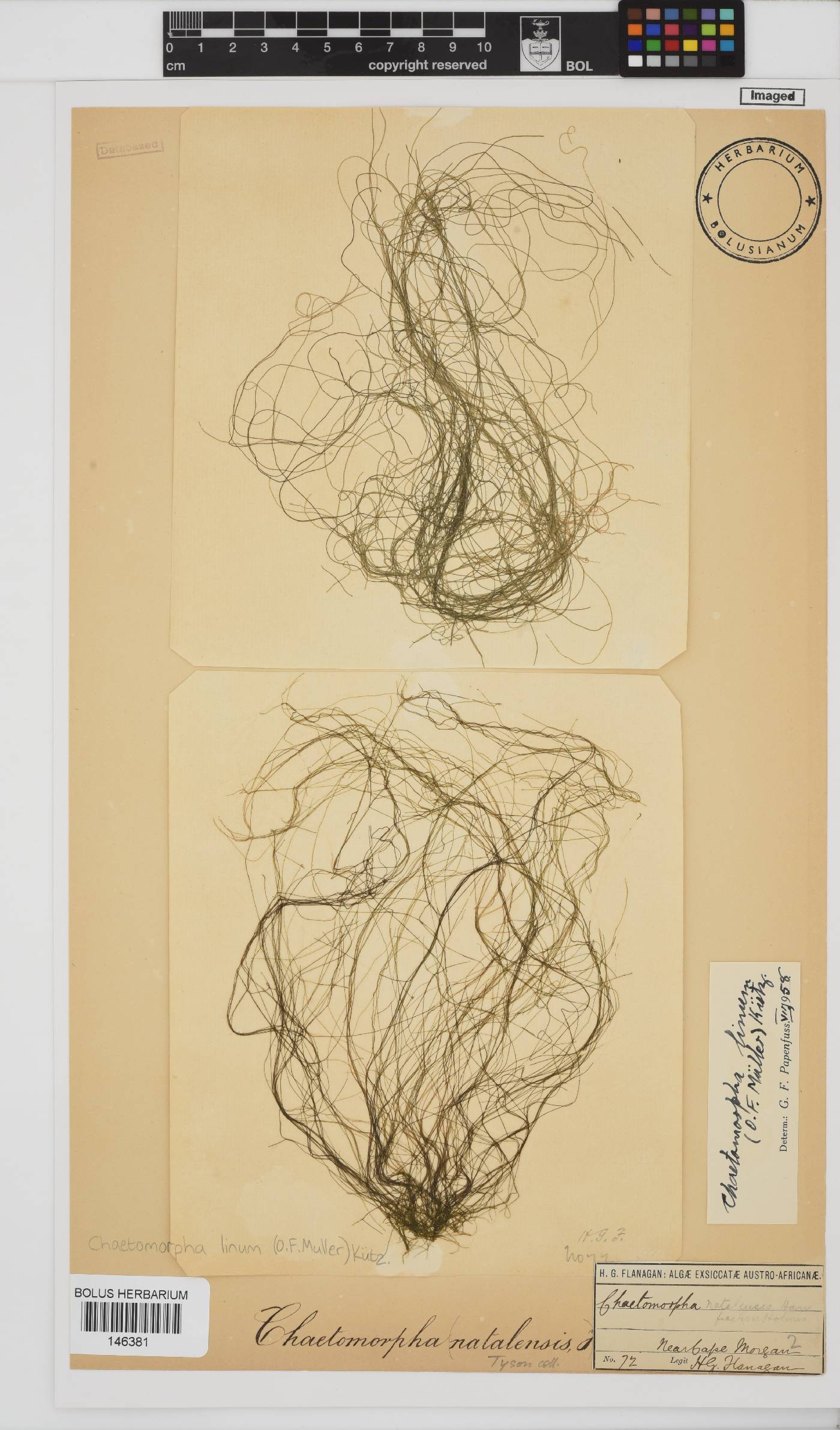Chaetomorpha linum image
