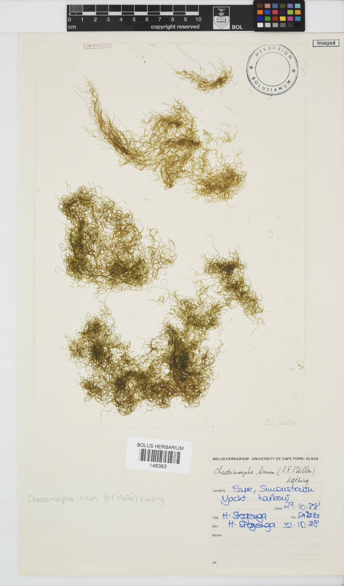 Chaetomorpha linum image