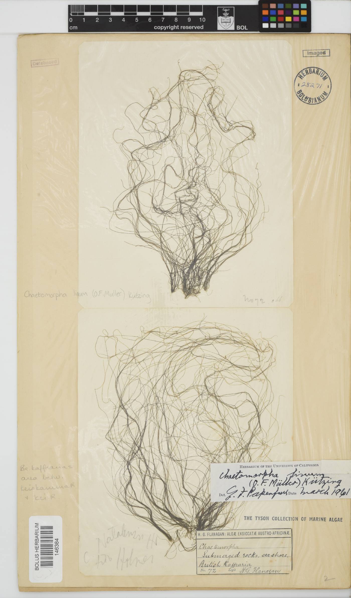 Chaetomorpha linum image