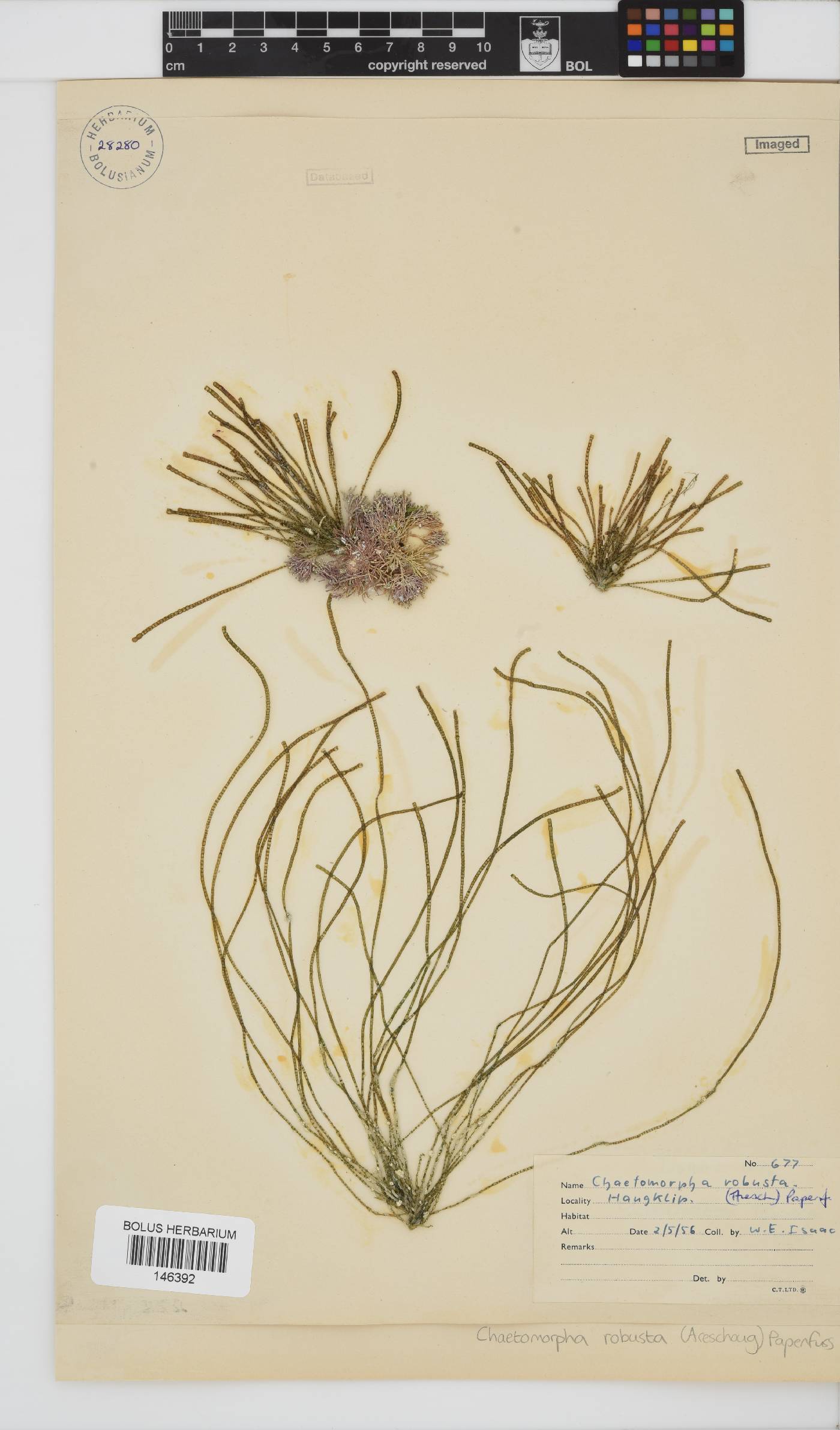 Chaetomorpha image
