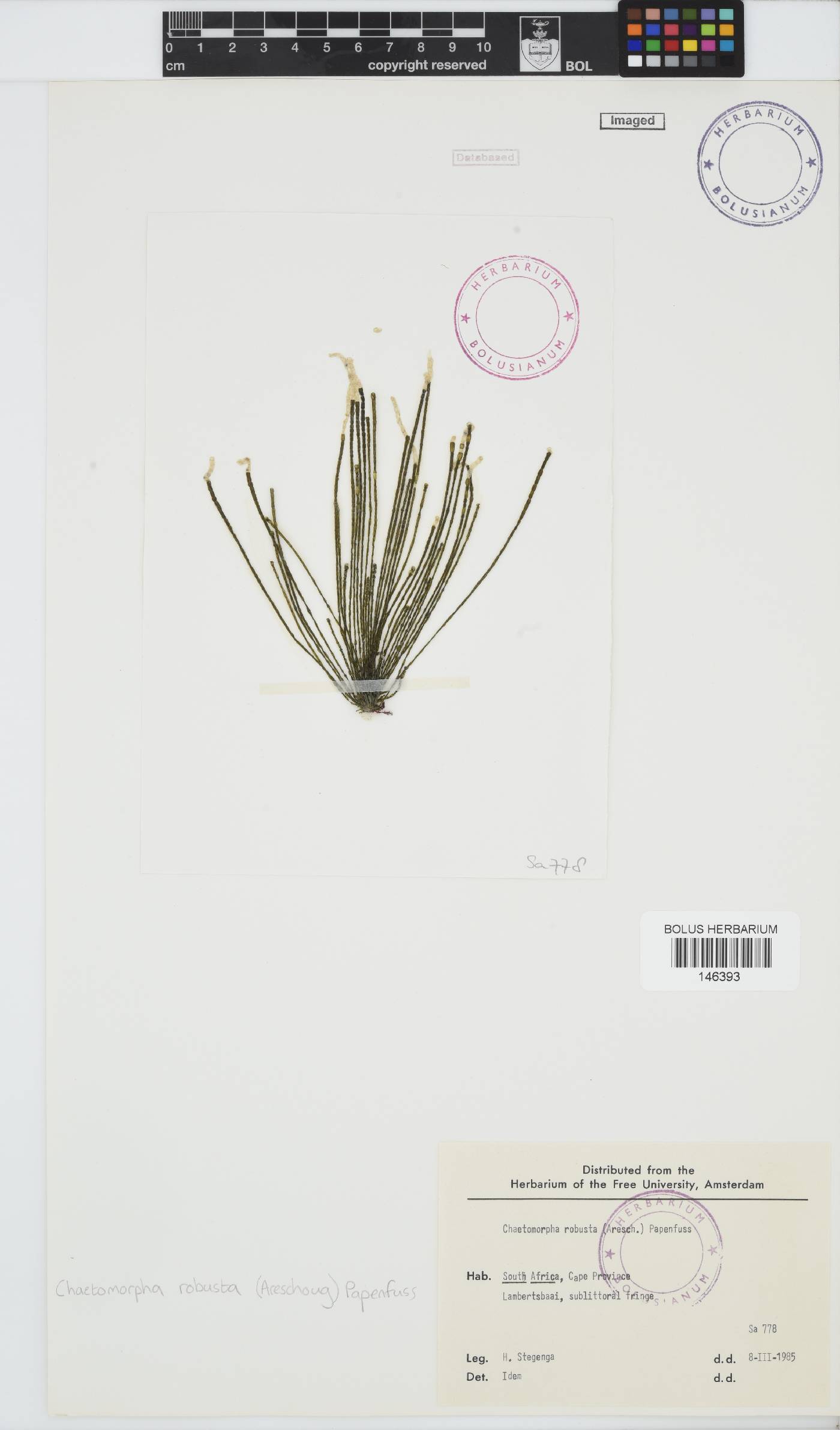 Chaetomorpha robusta image