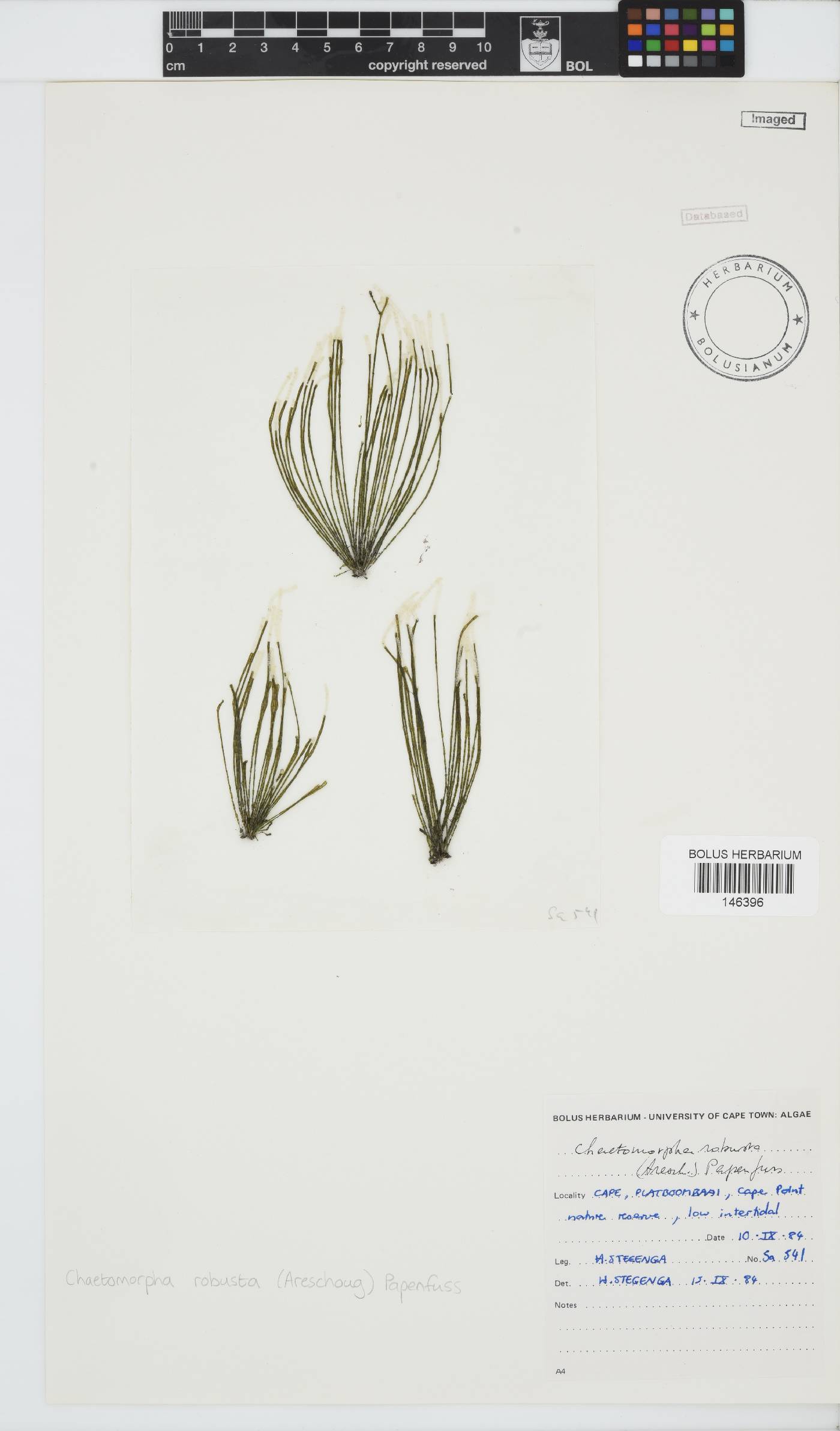 Chaetomorpha robusta image