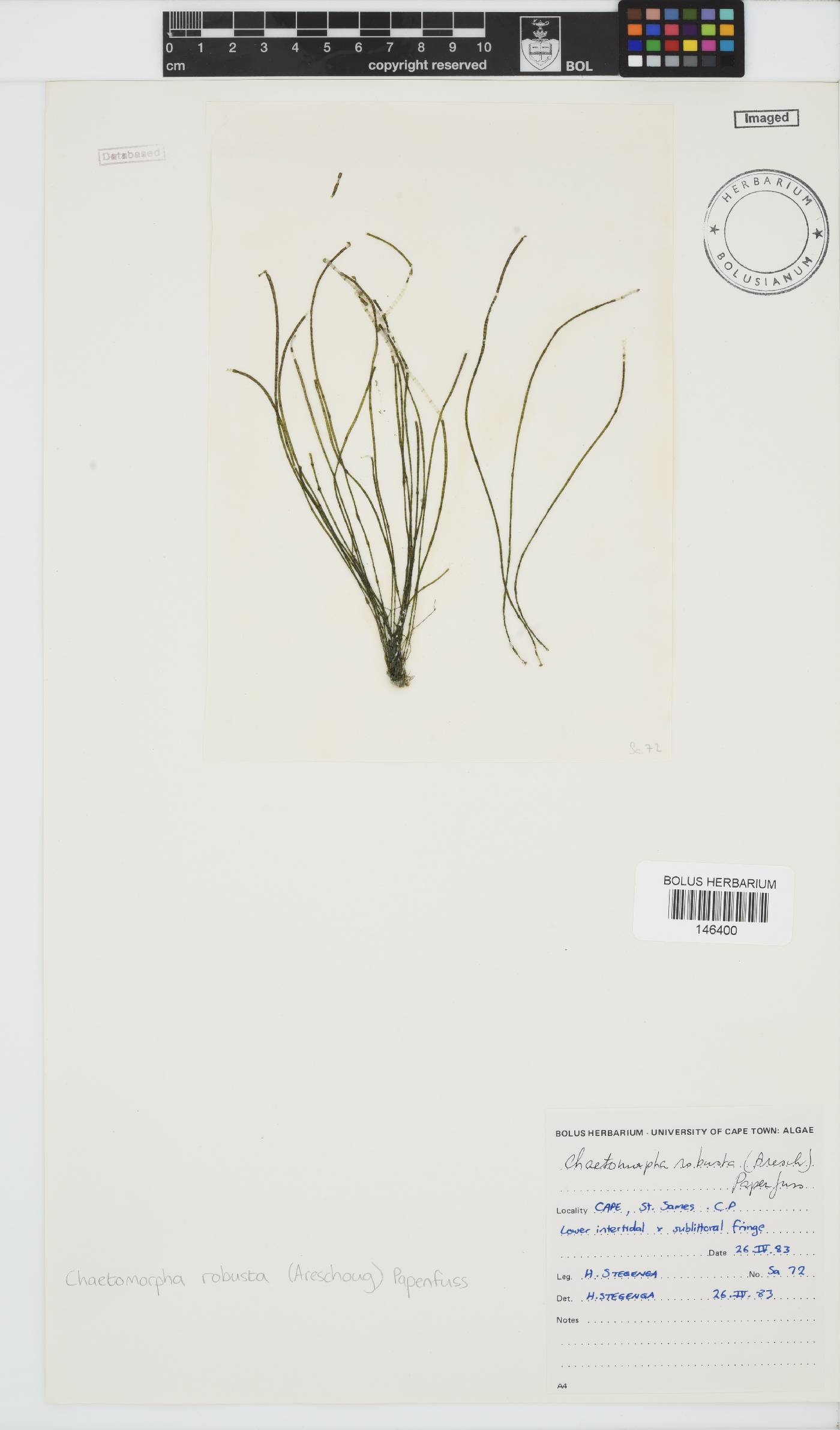 Chaetomorpha robusta image