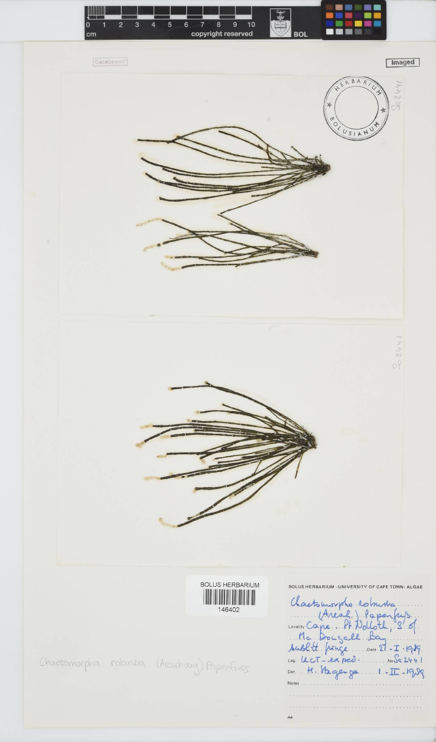 Chaetomorpha robusta image