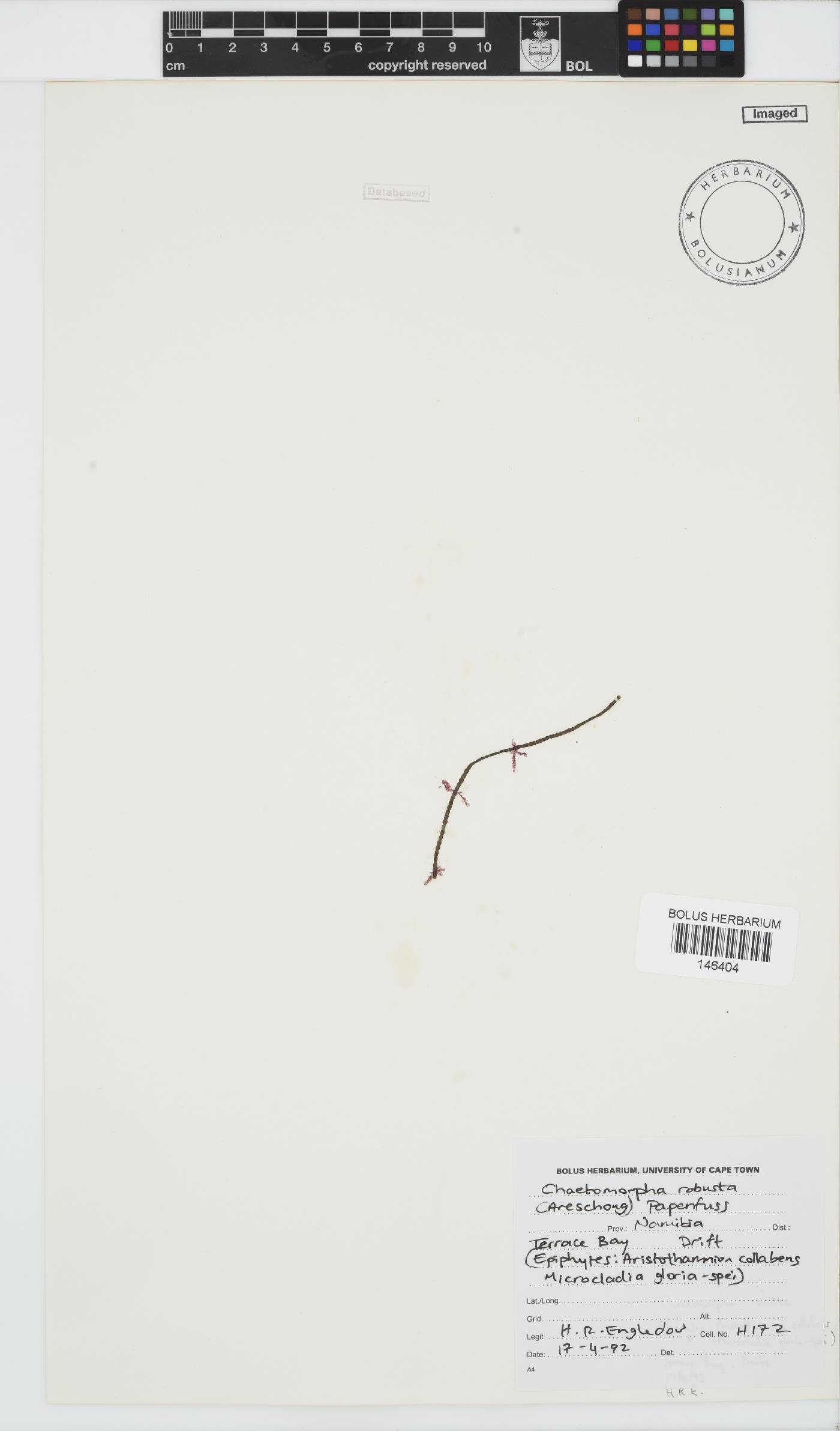 Chaetomorpha robusta image
