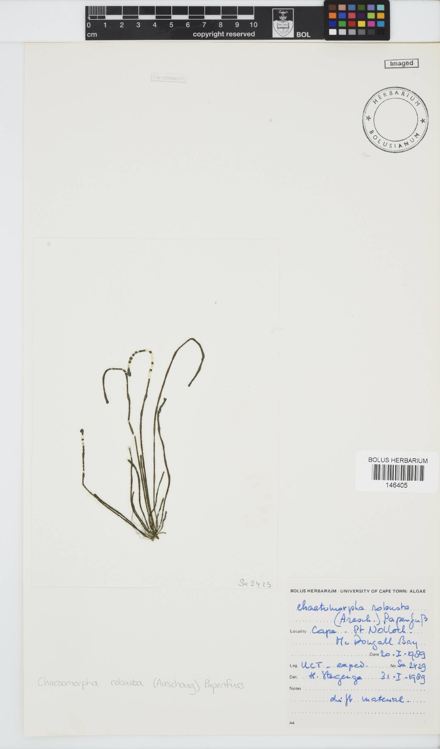 Chaetomorpha robusta image