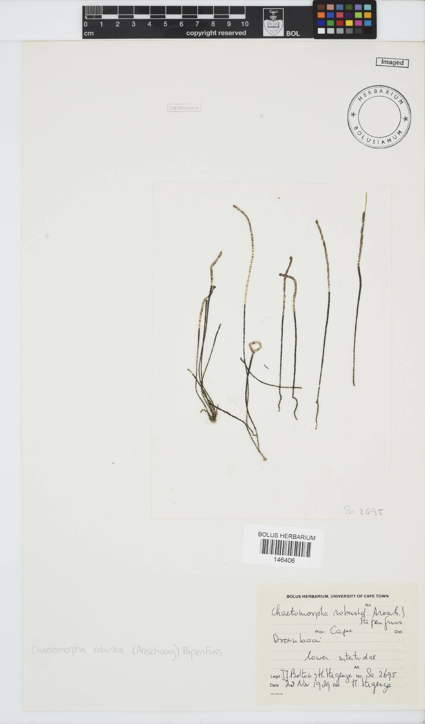 Chaetomorpha robusta image