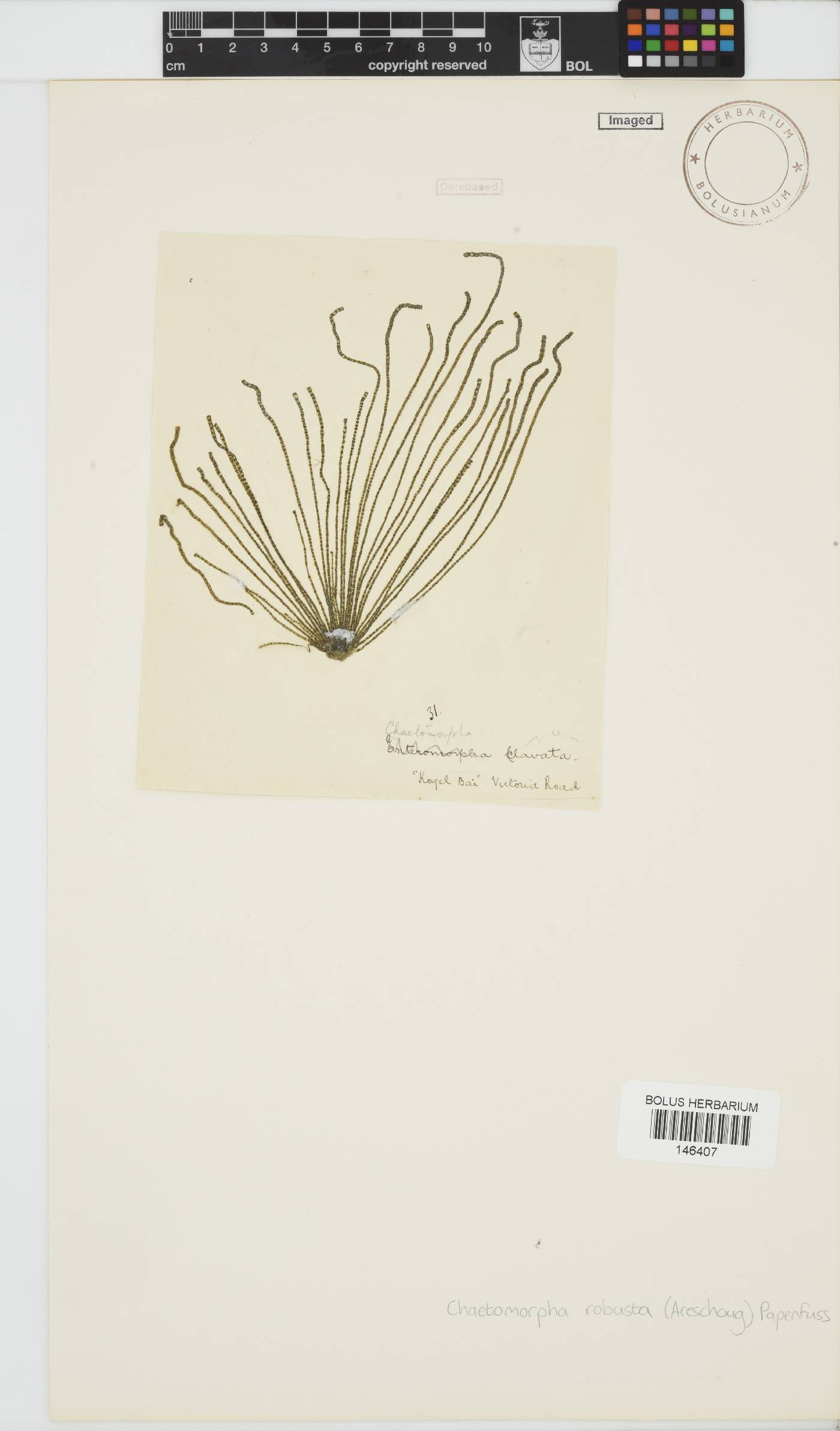 Chaetomorpha robusta image