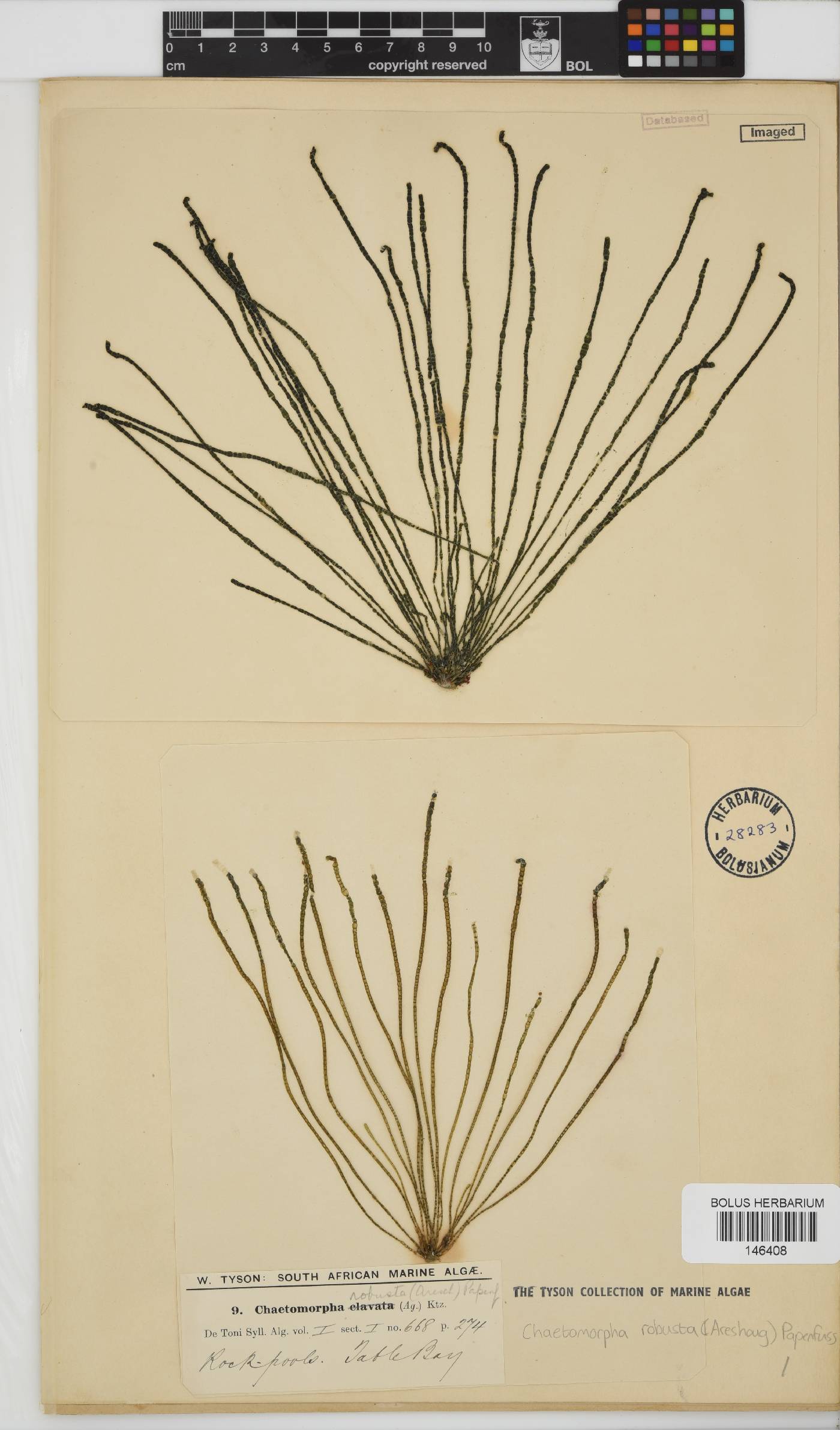 Chaetomorpha robusta image