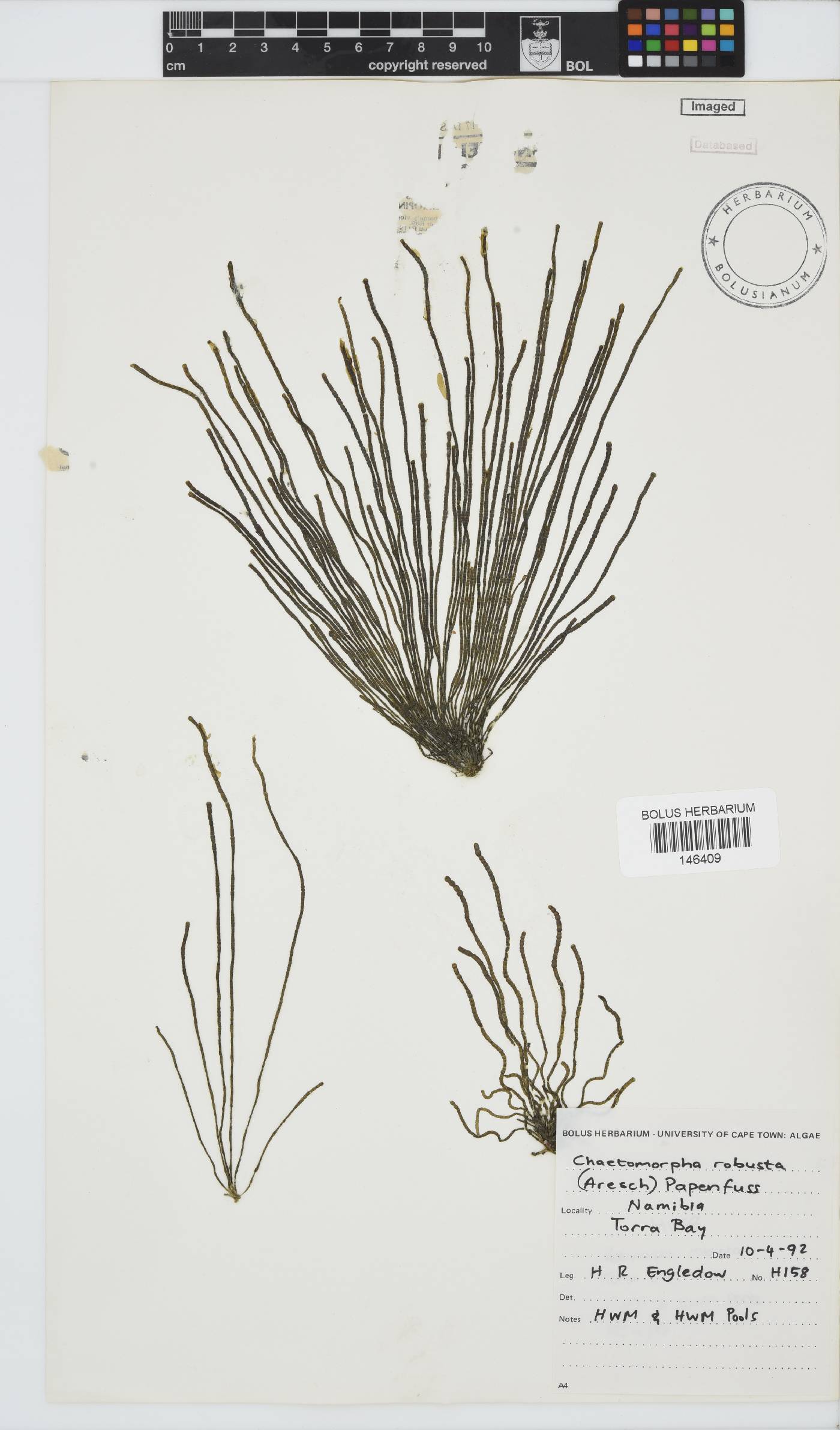 Chaetomorpha robusta image