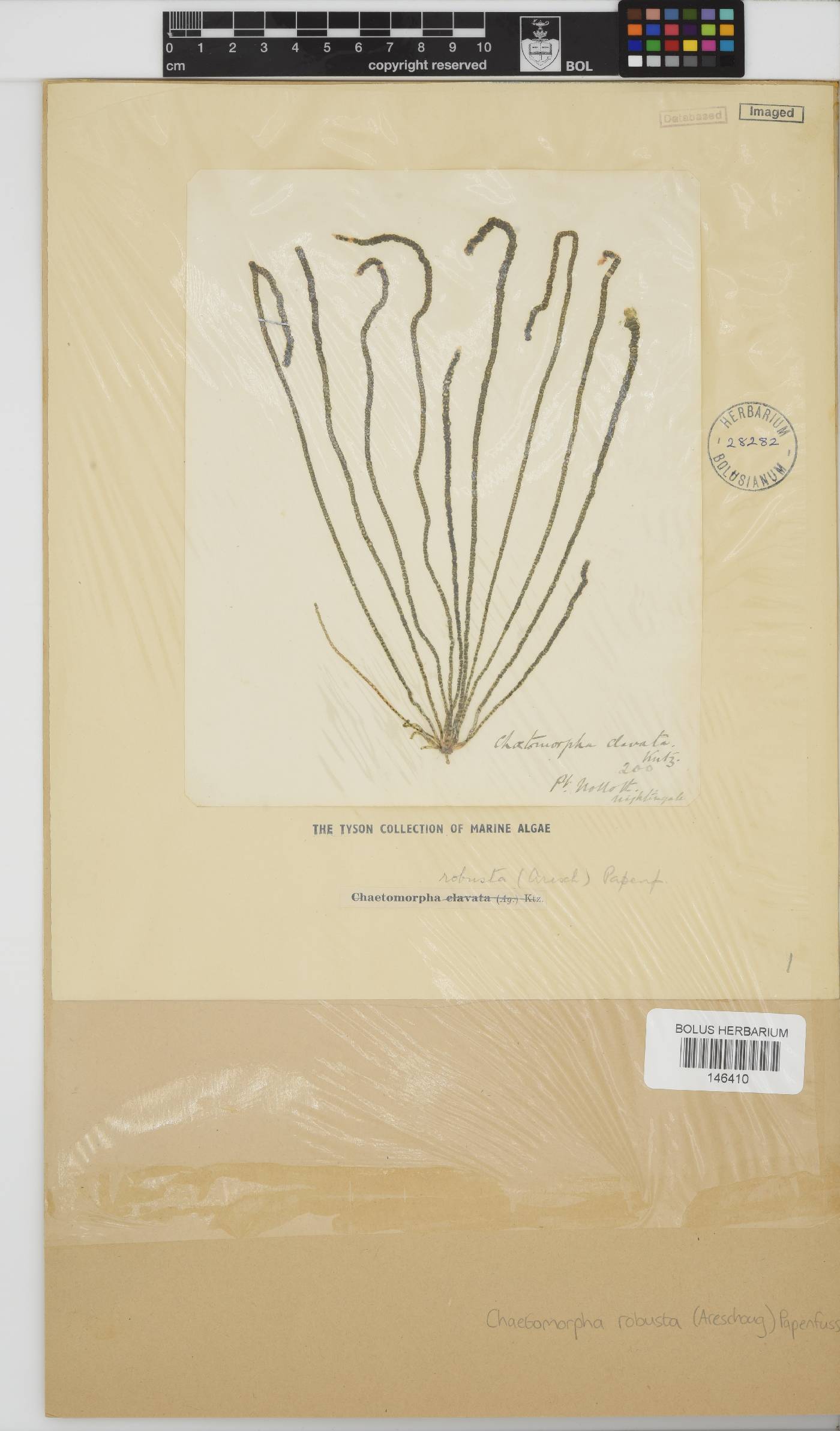 Chaetomorpha robusta image