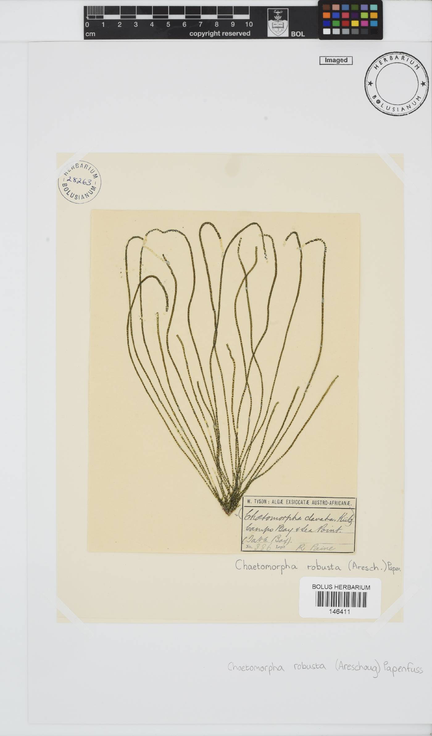 Chaetomorpha image