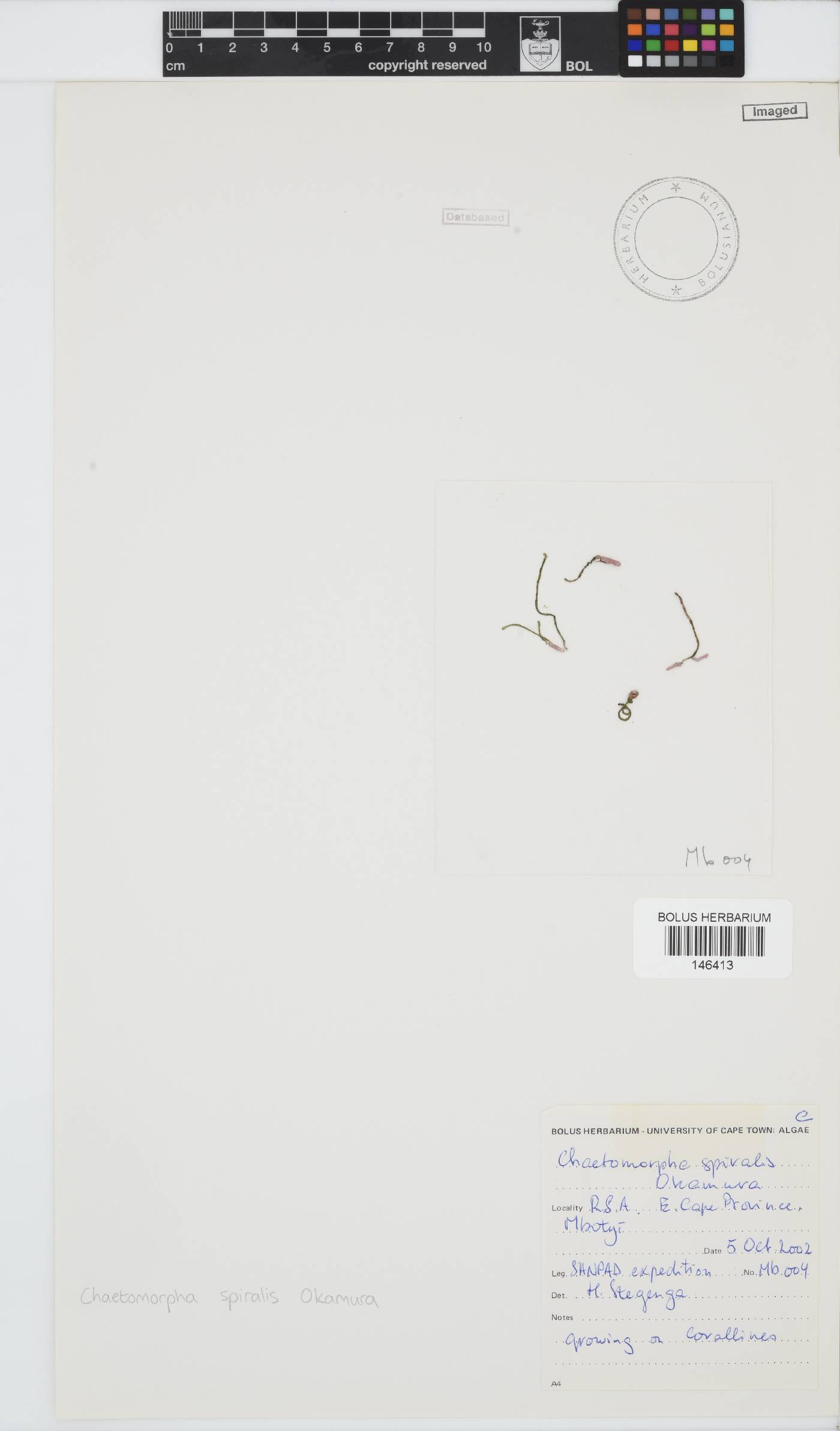 Chaetomorpha spiralis image