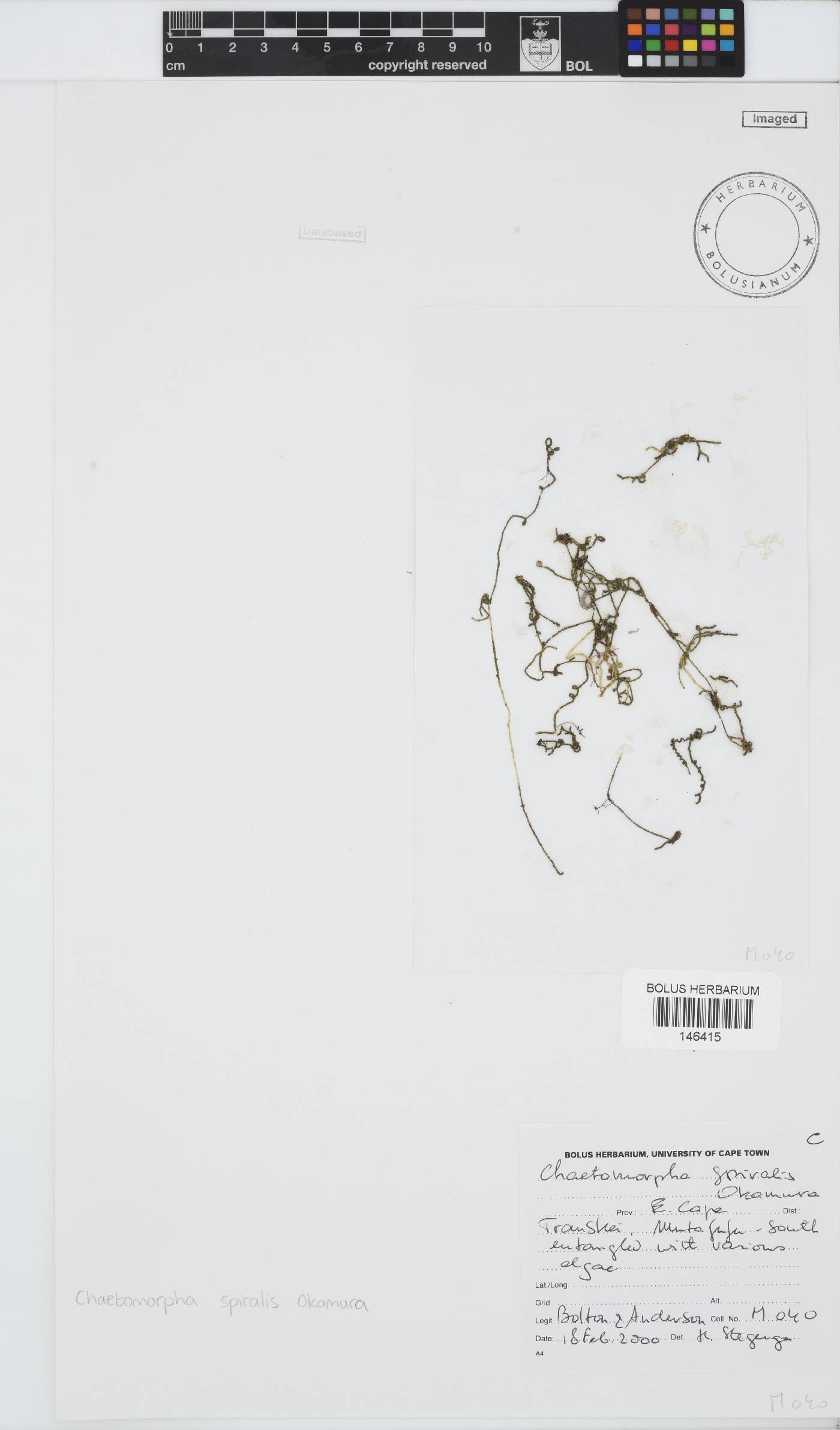 Chaetomorpha spiralis image