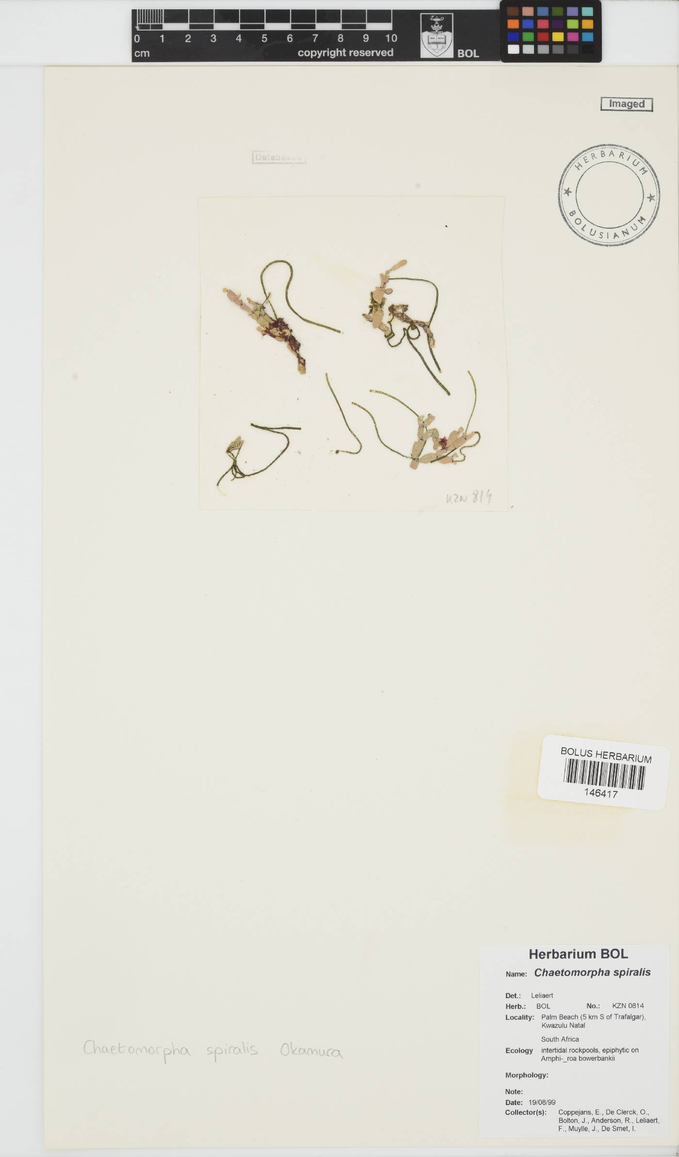 Chaetomorpha spiralis image