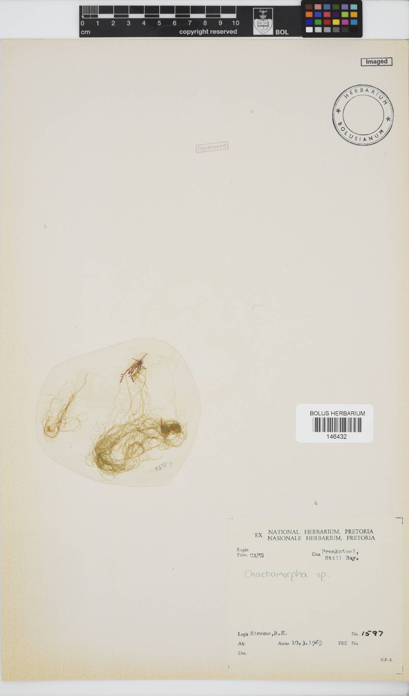 Chaetomorpha image