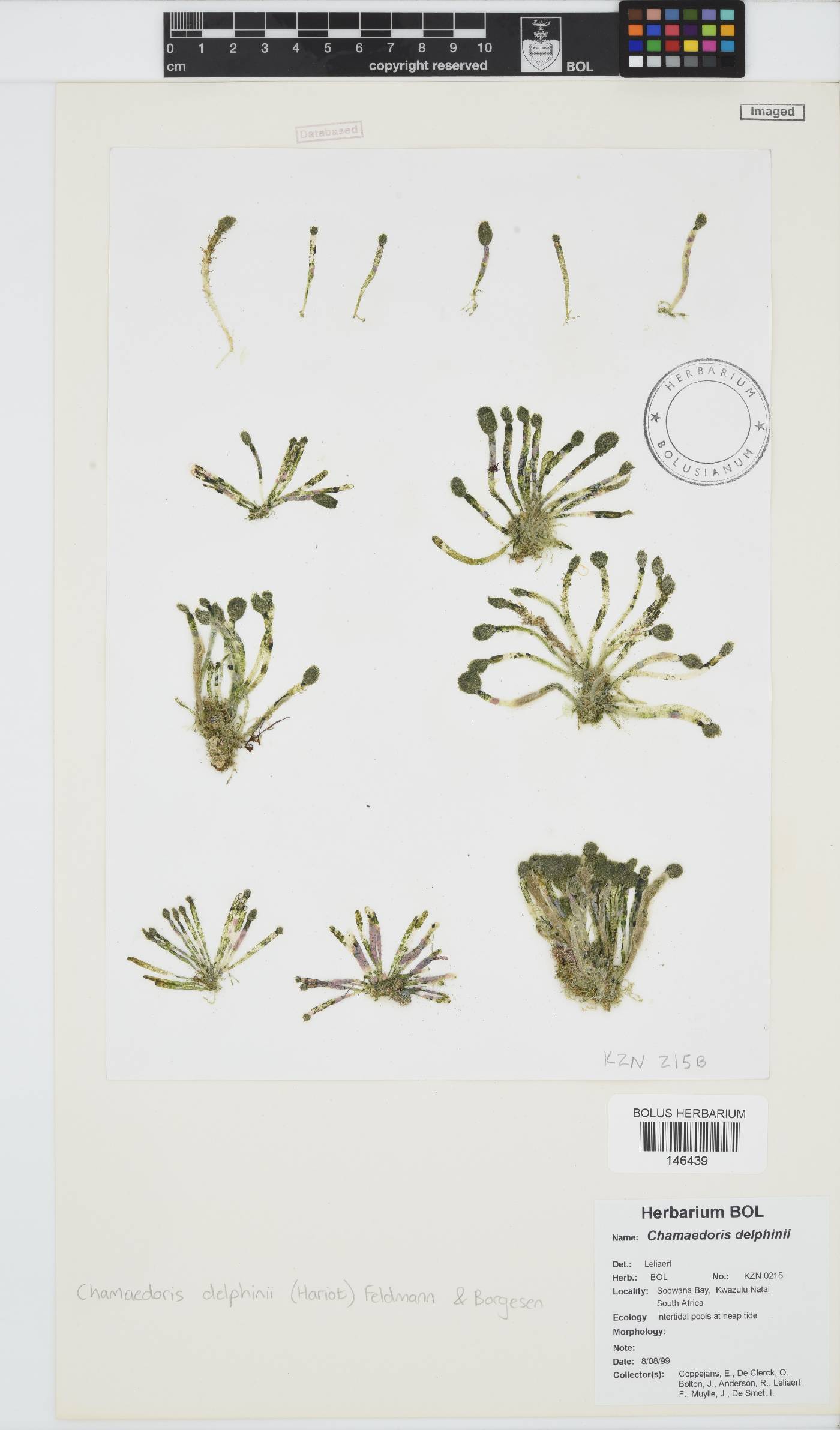Chamaedoris delphinii image