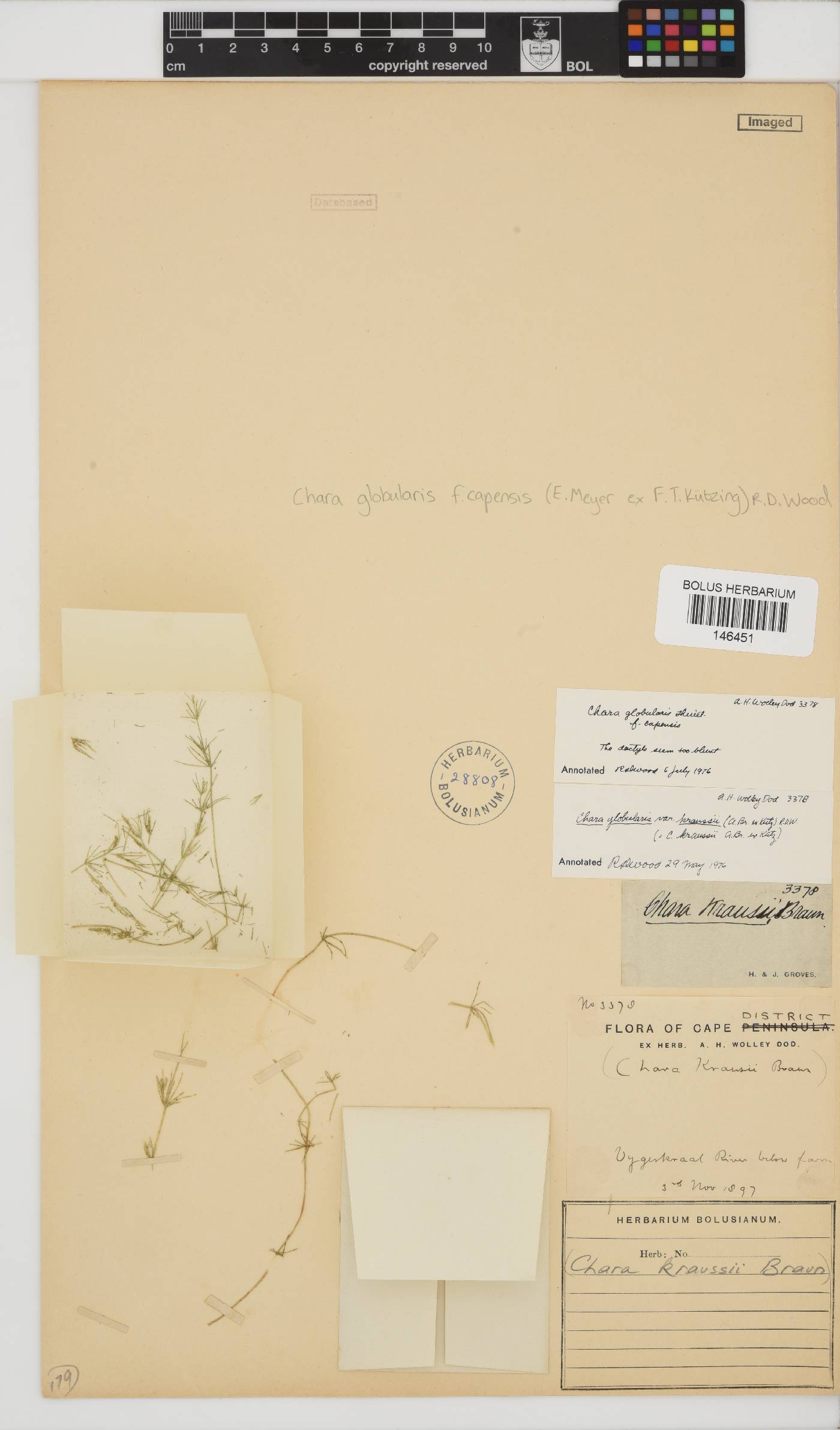 Chara capensis image