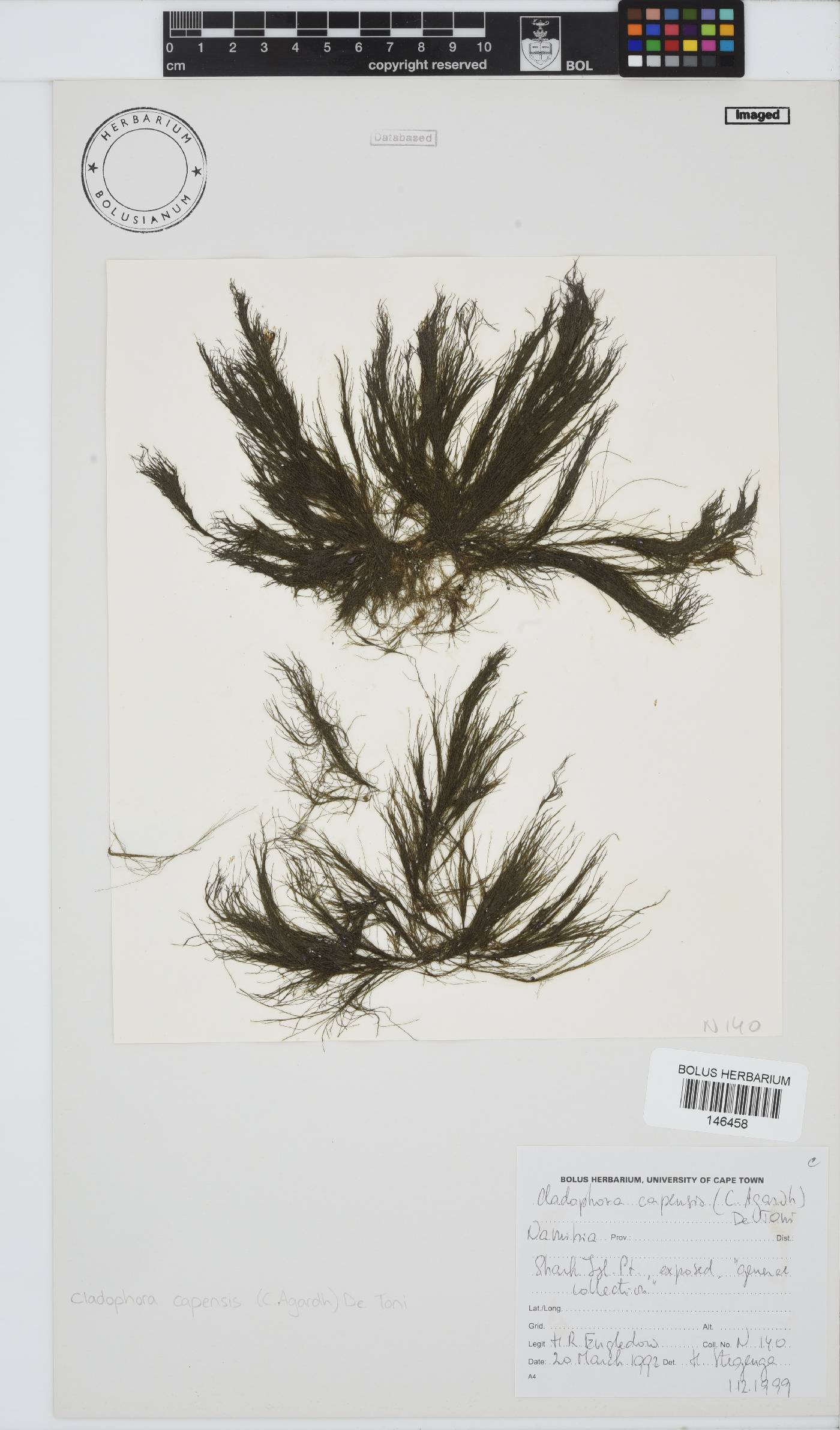 Cladophora capensis image