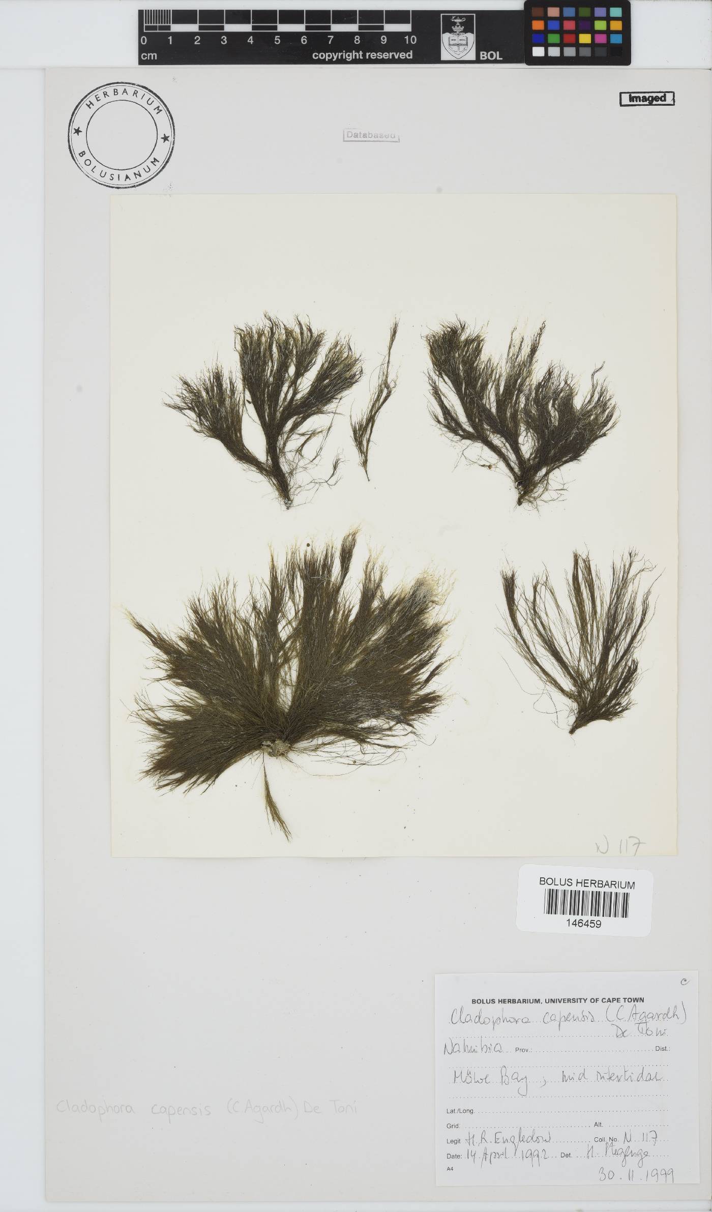 Cladophora image