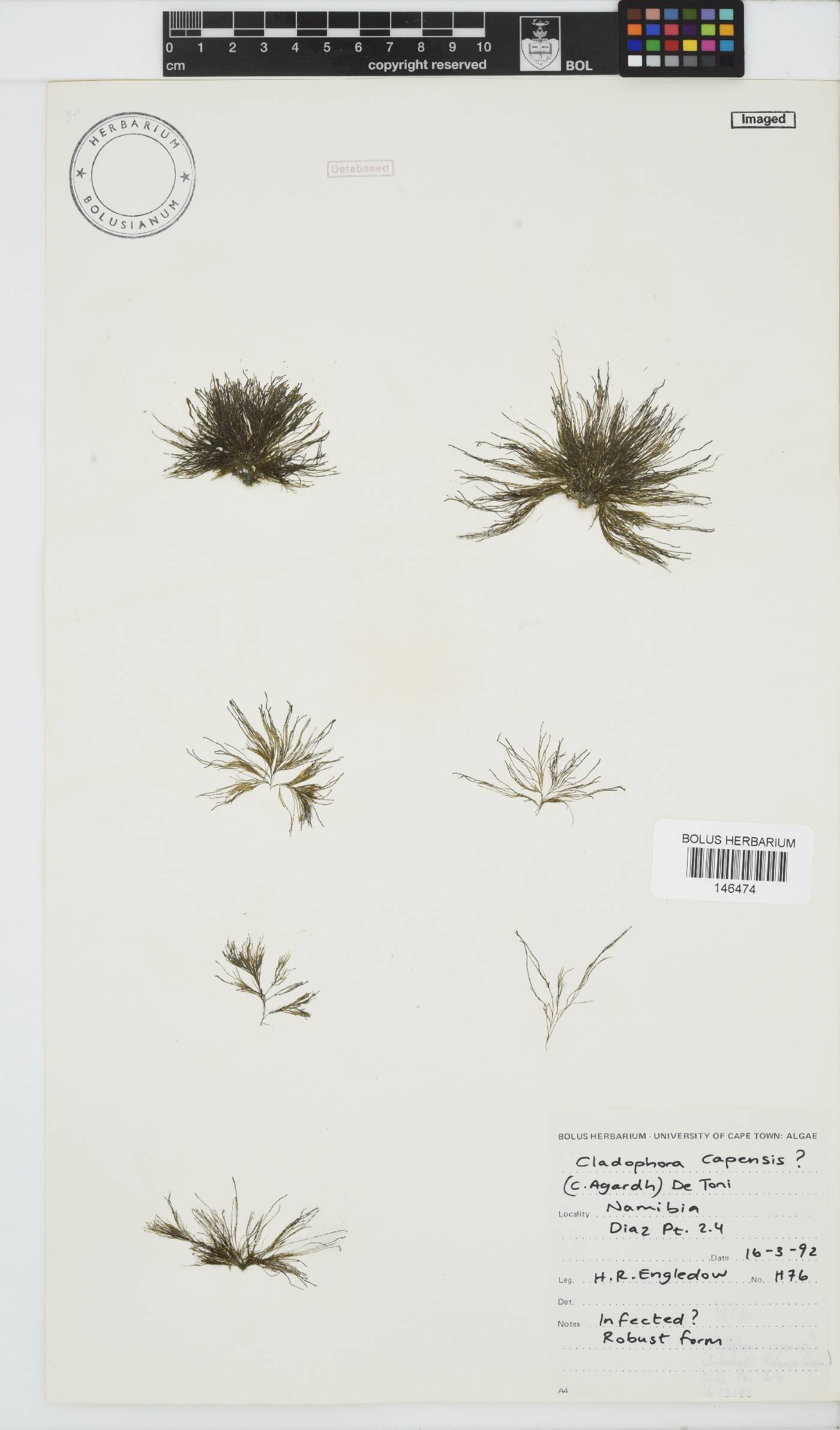 Cladophora capensis image