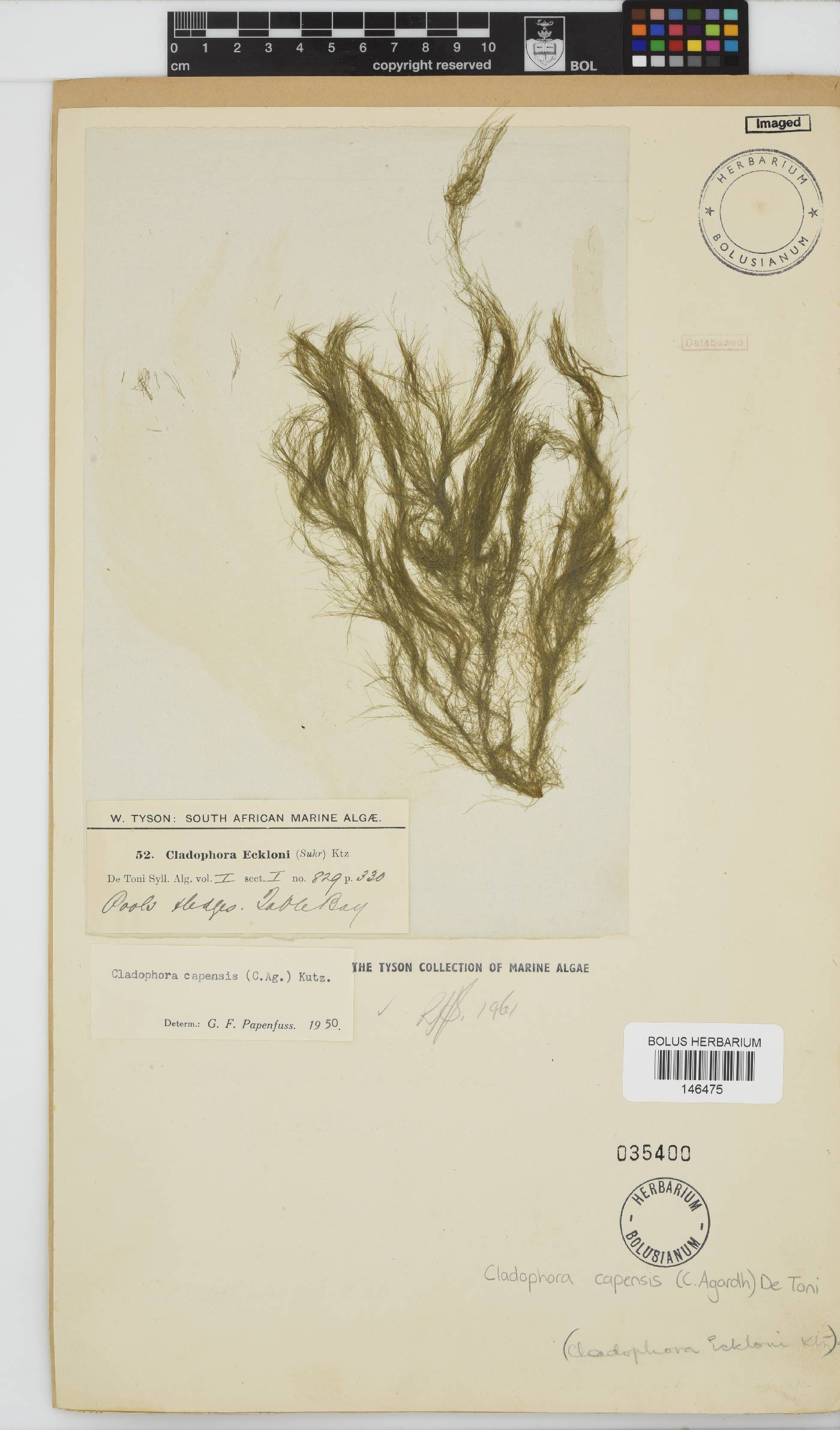 Cladophora capensis image