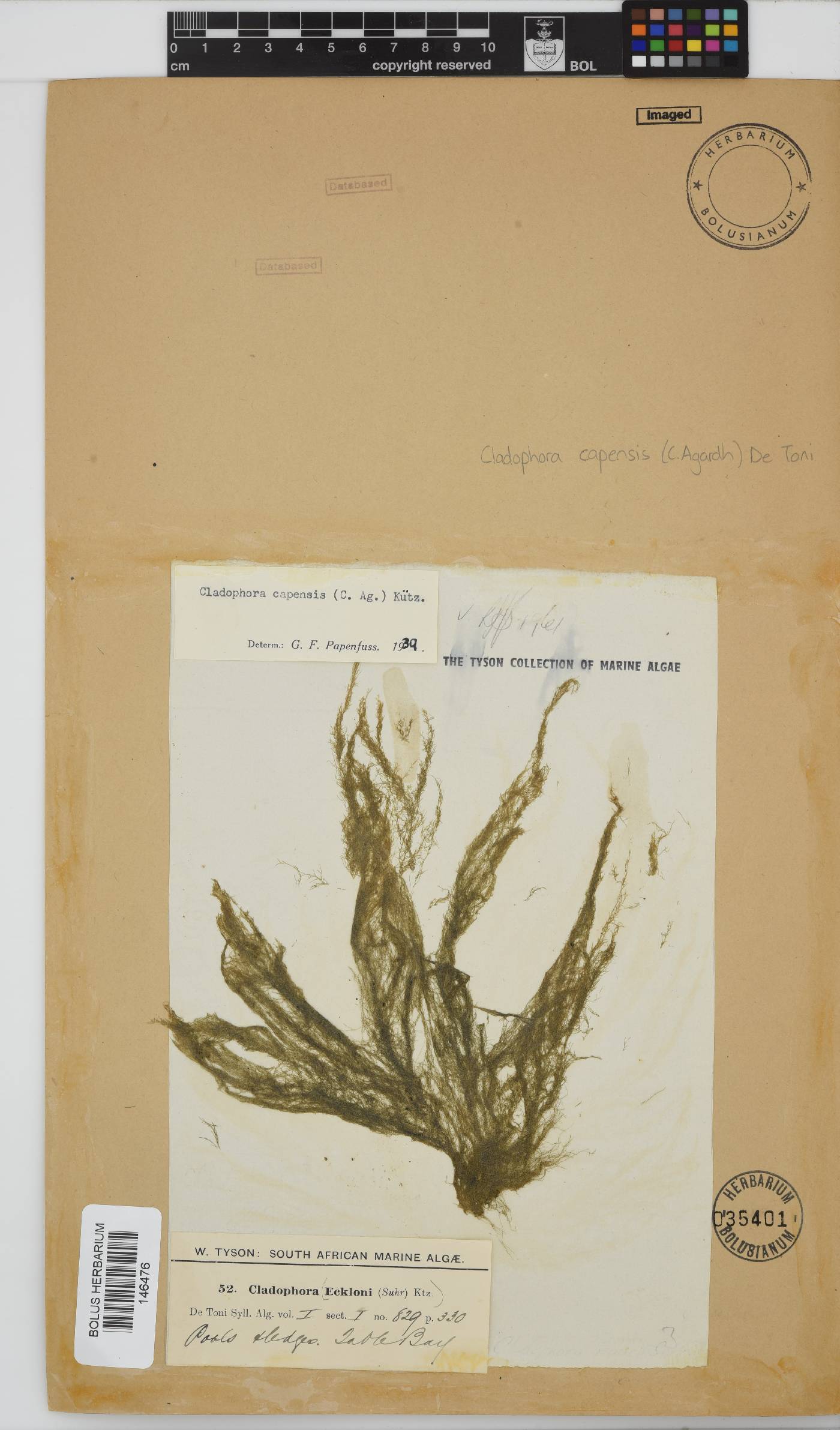 Cladophora capensis image
