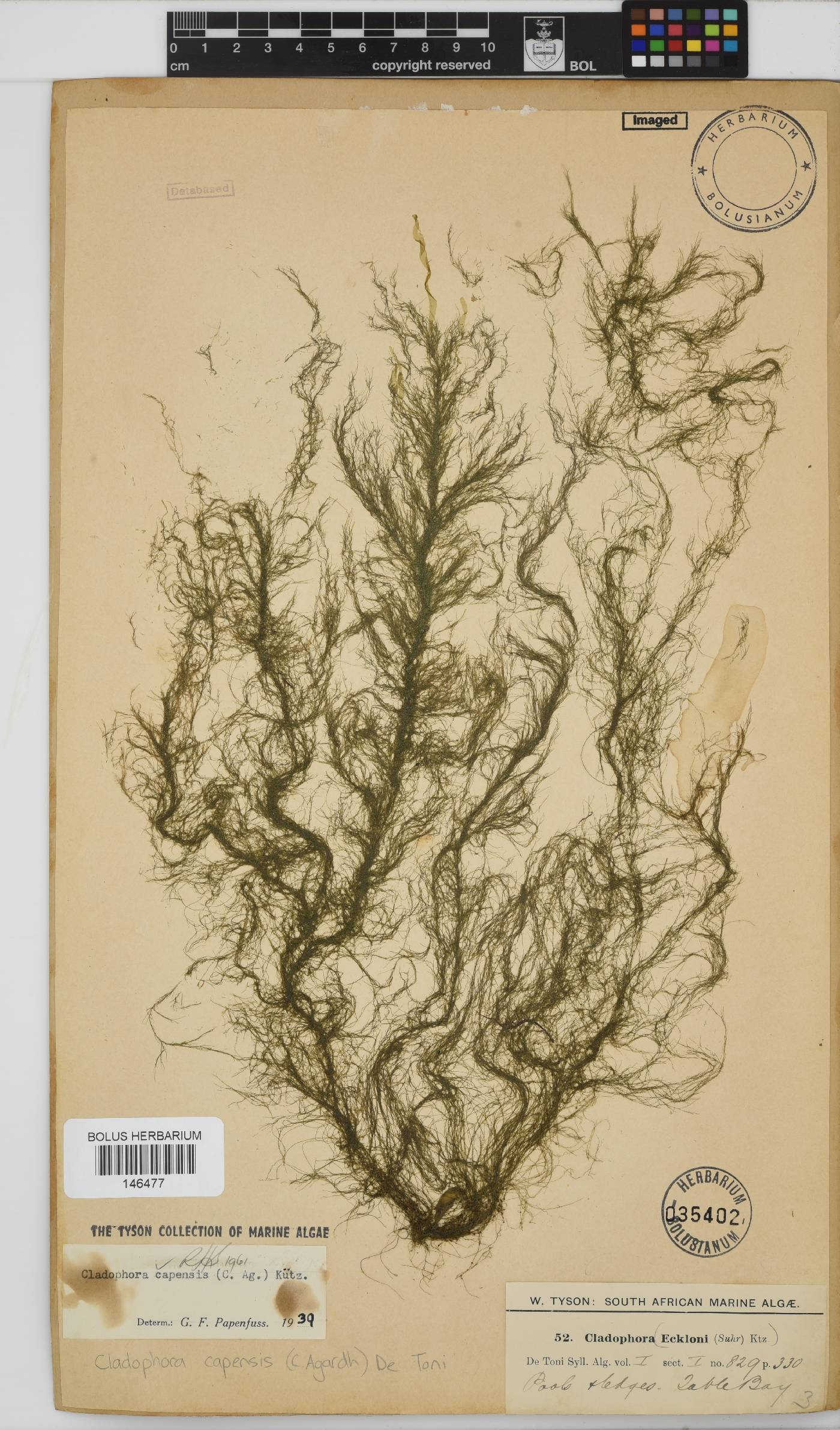 Cladophora capensis image