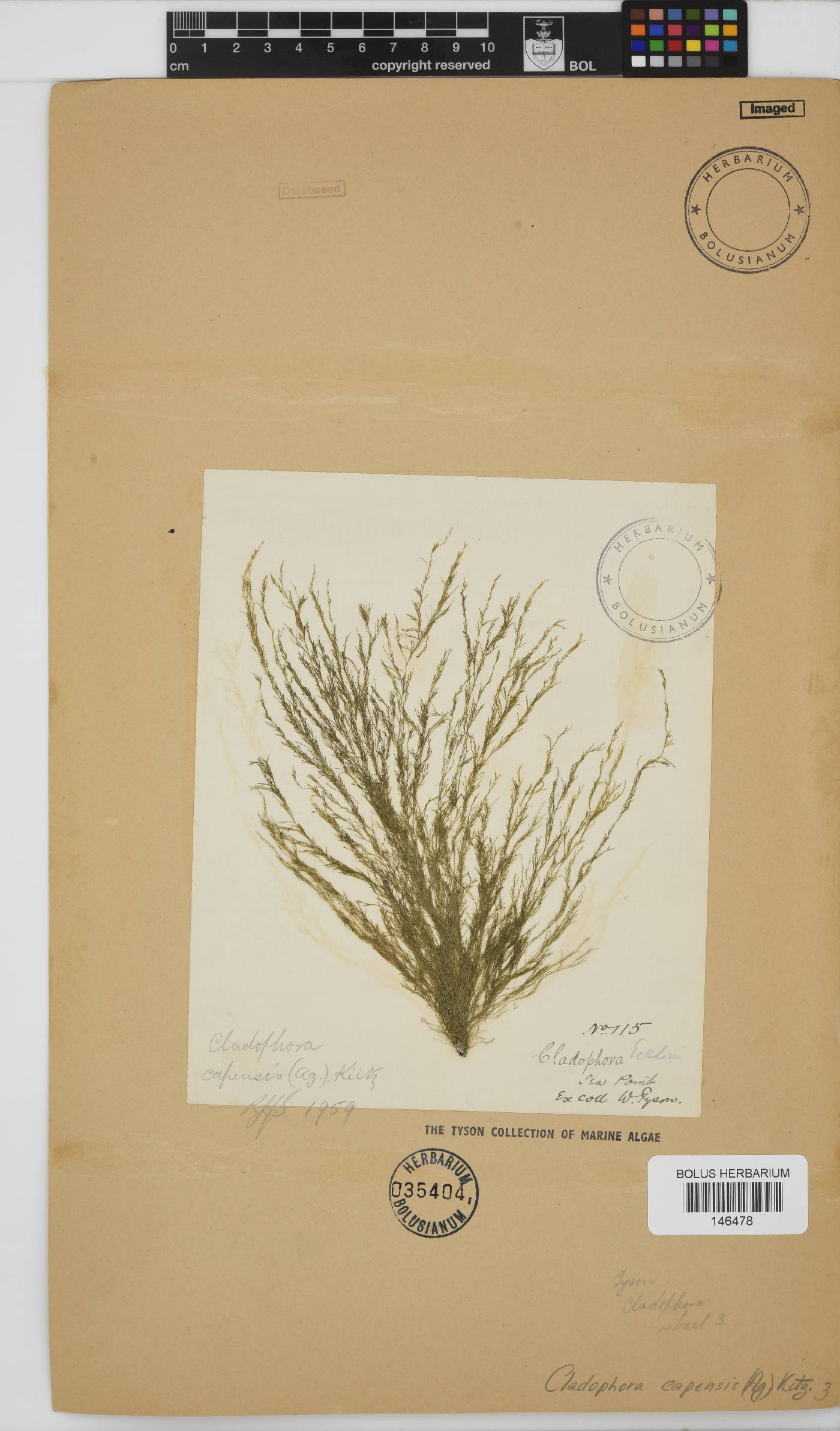 Cladophora capensis image