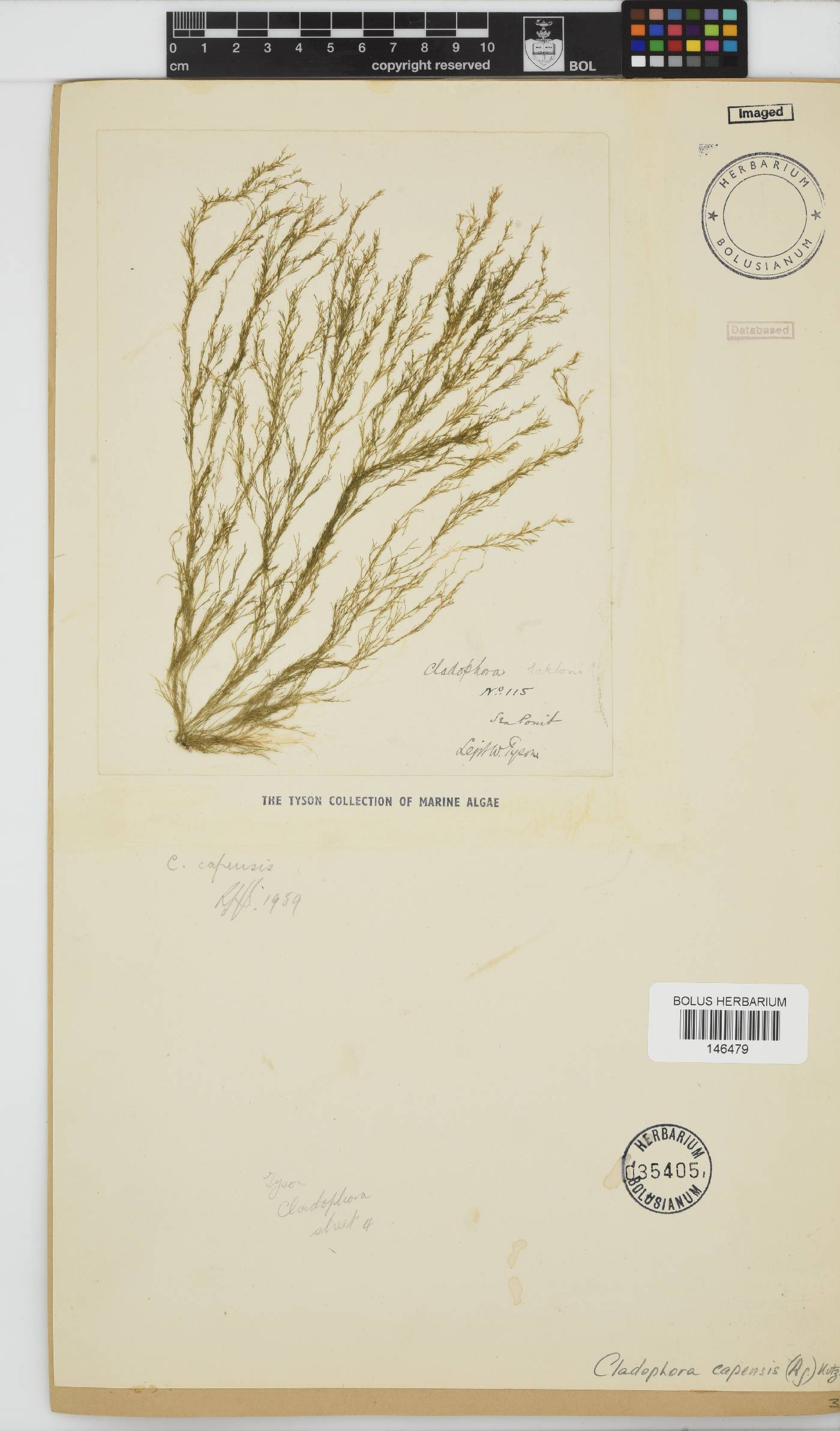 Cladophora capensis image